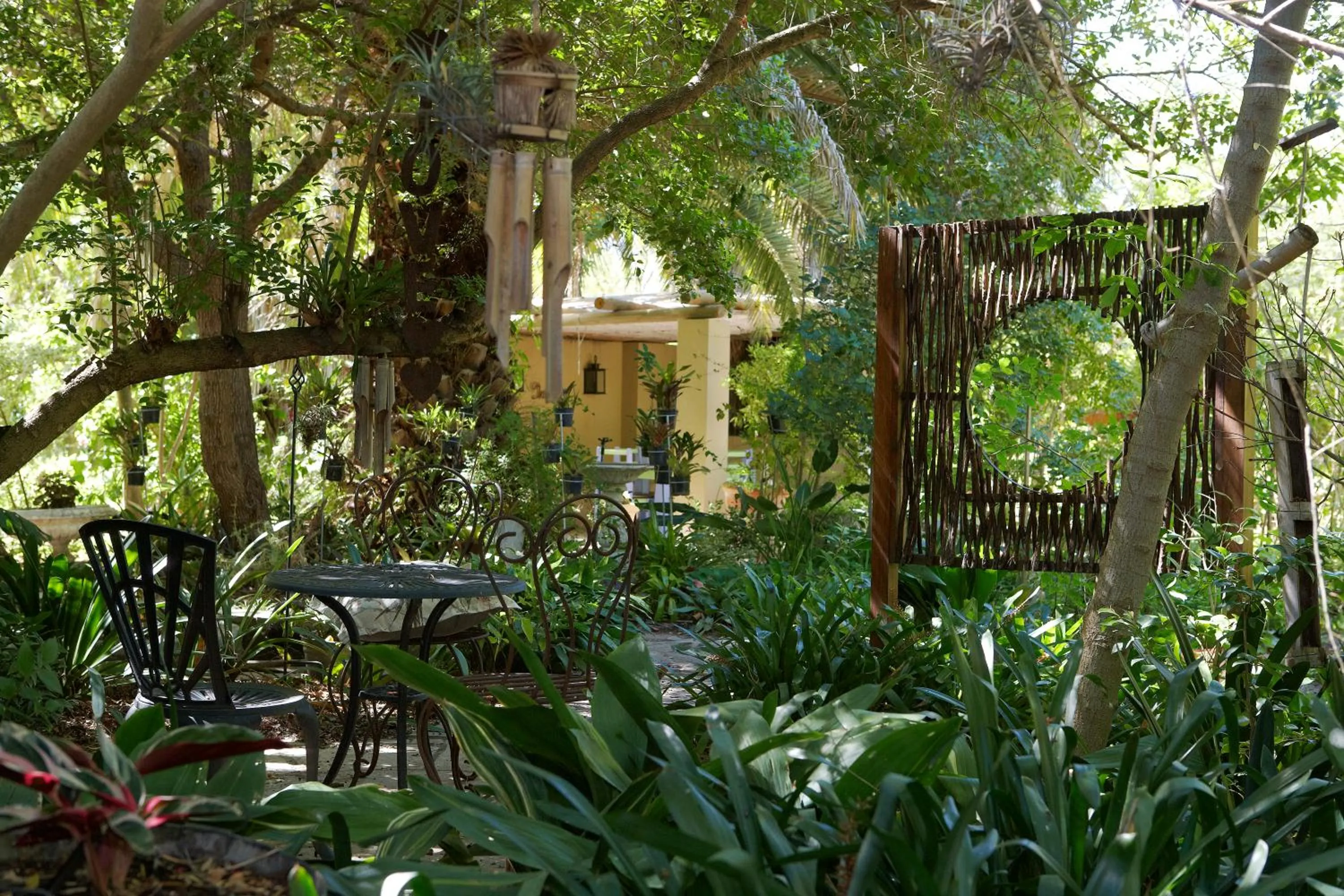 Garden in Yellow Aloe