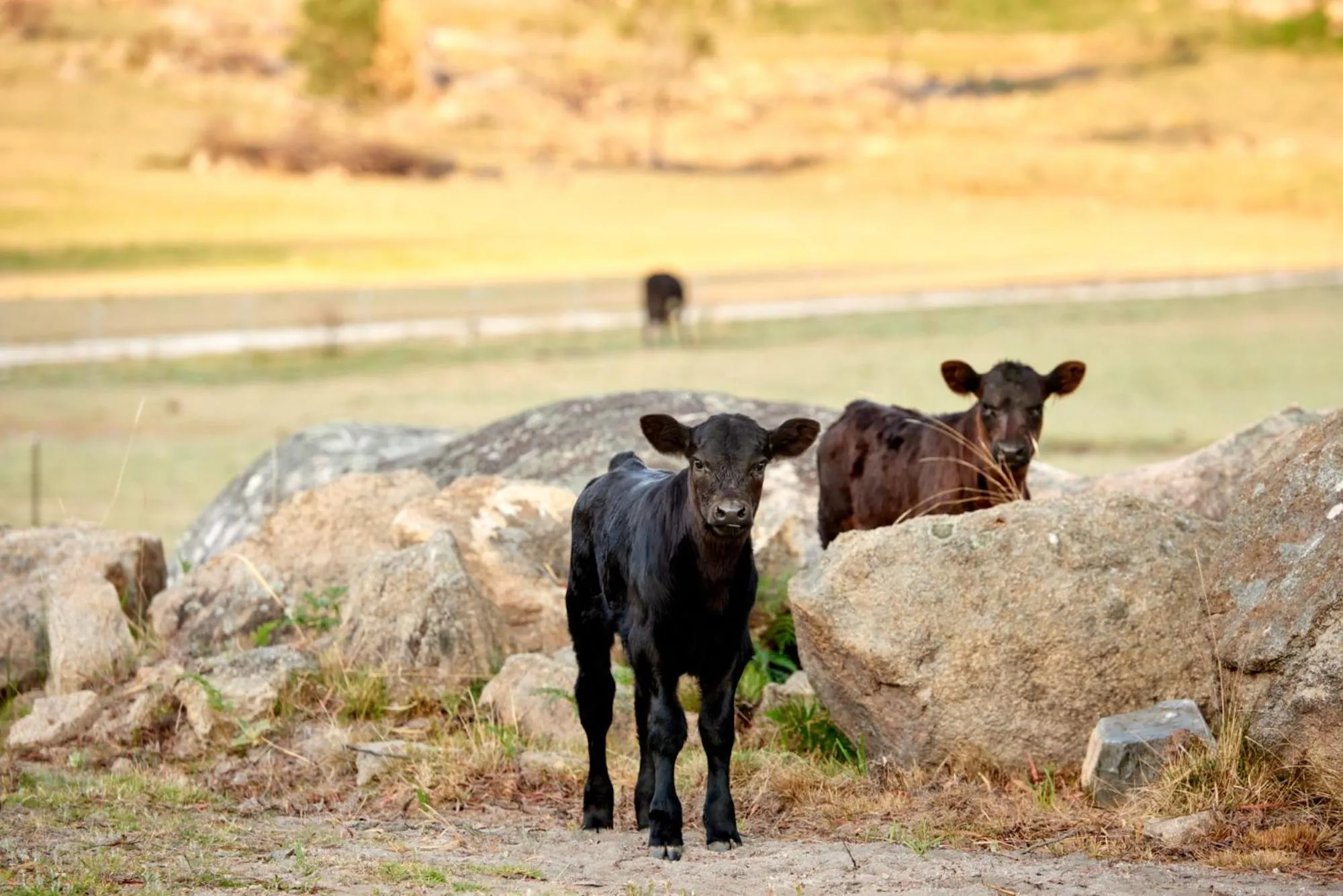Tenterfield Lodge Caravan Park