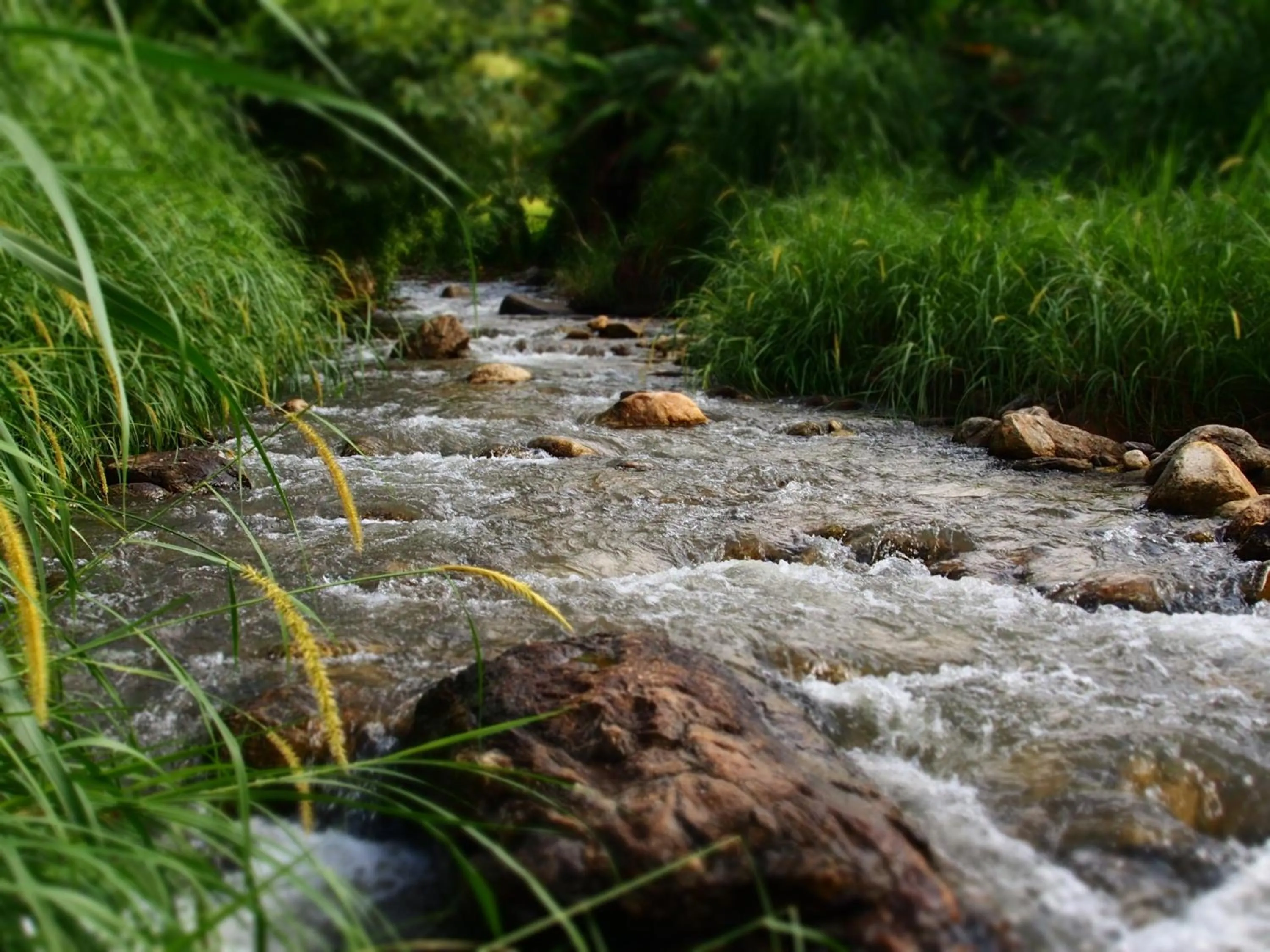 Spring in KowitFarmstay