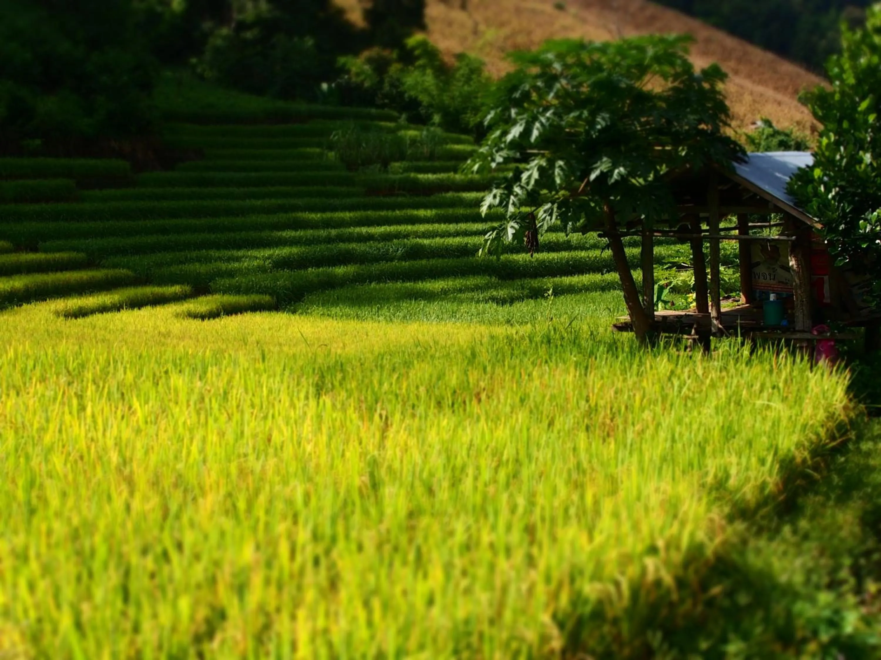 Spring in KowitFarmstay