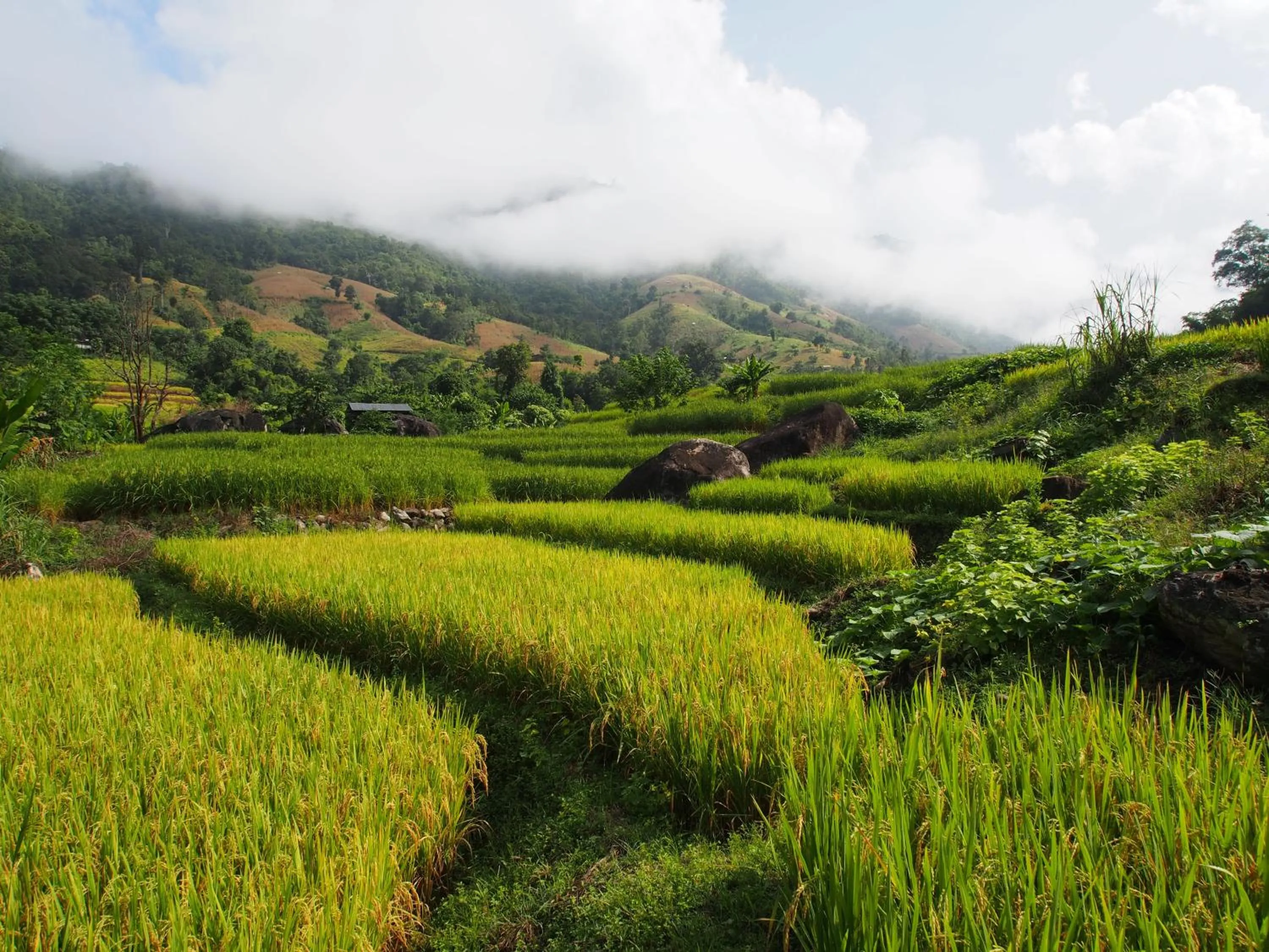 View (from property/room) in KowitFarmstay