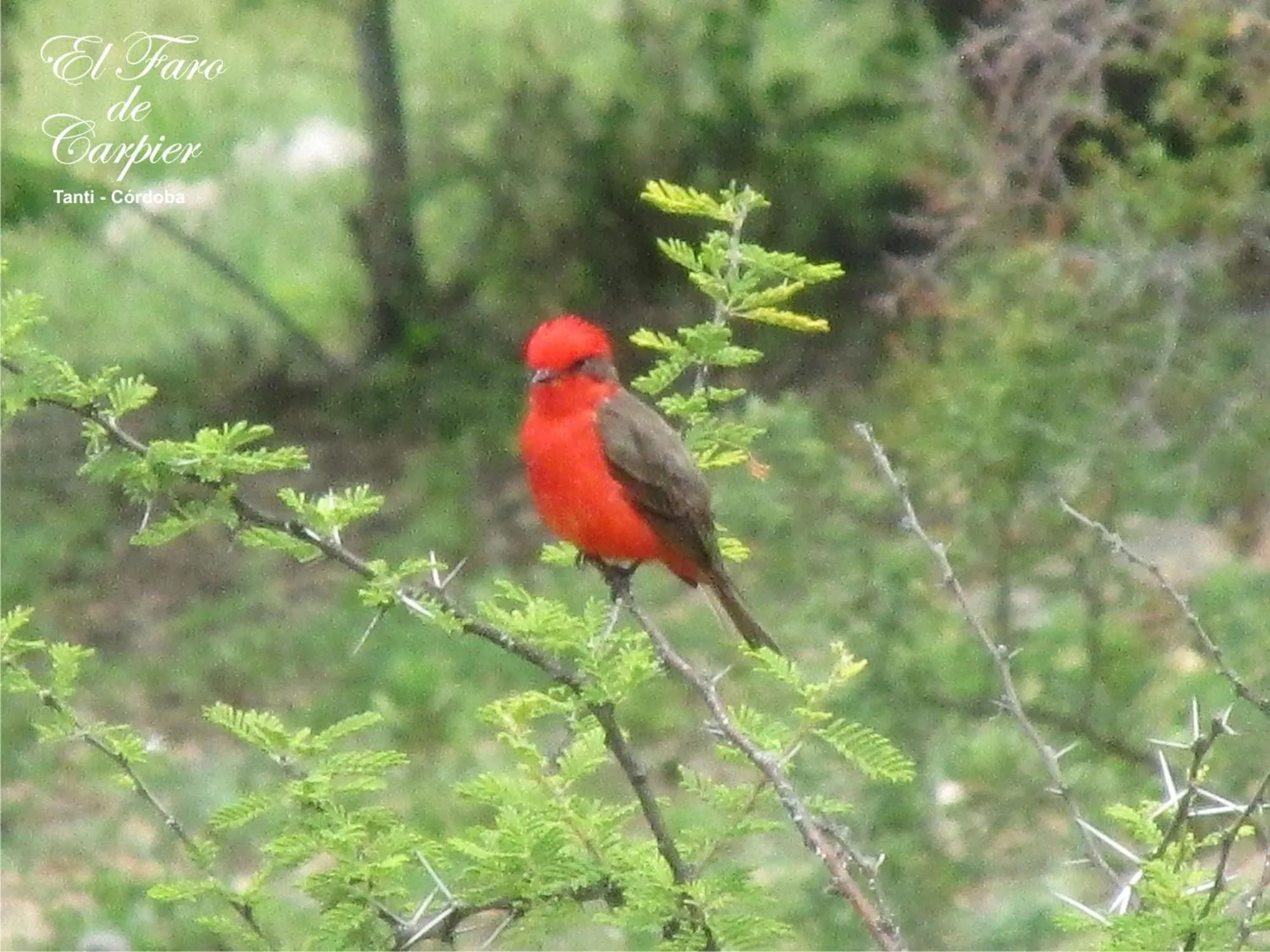 Property building in El Faro de Carpier - ApartHotel & Restaurante Bar Cafetería