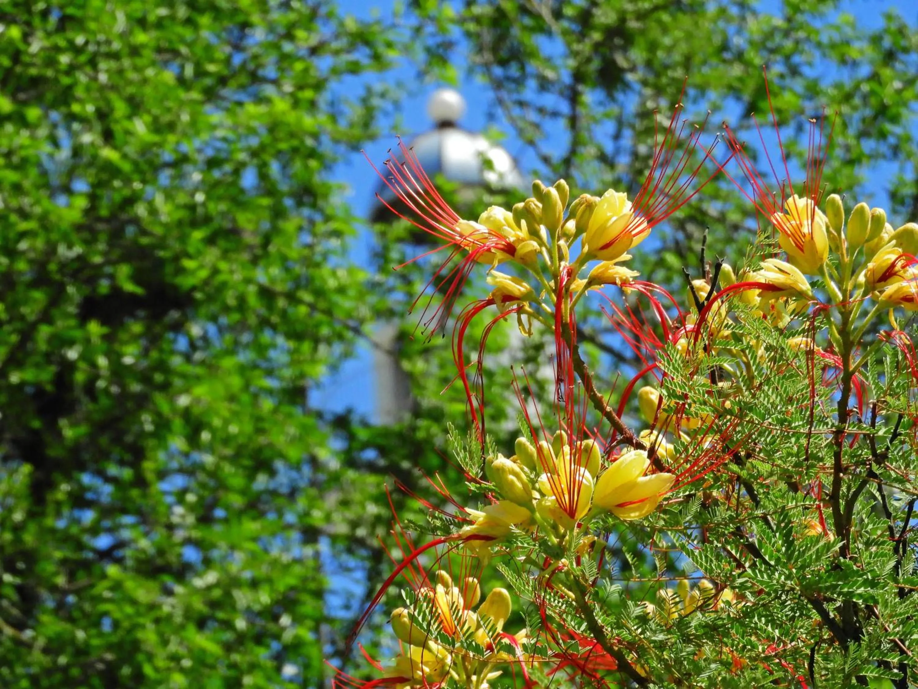Garden in El Faro de Carpier - ApartHotel & Restaurante Bar Cafetería