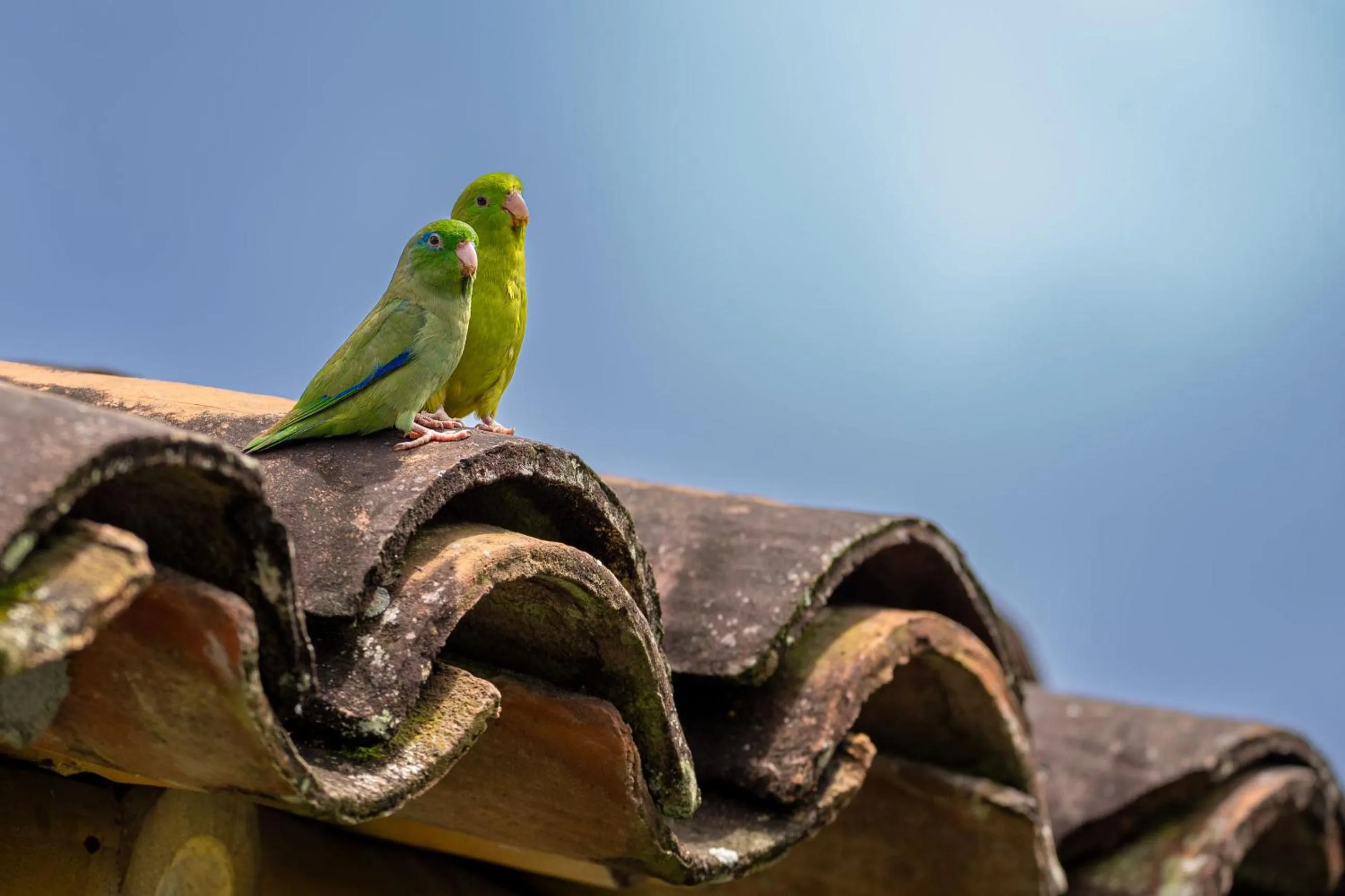 Natural landscape in Hotel Campestre Montecarlo