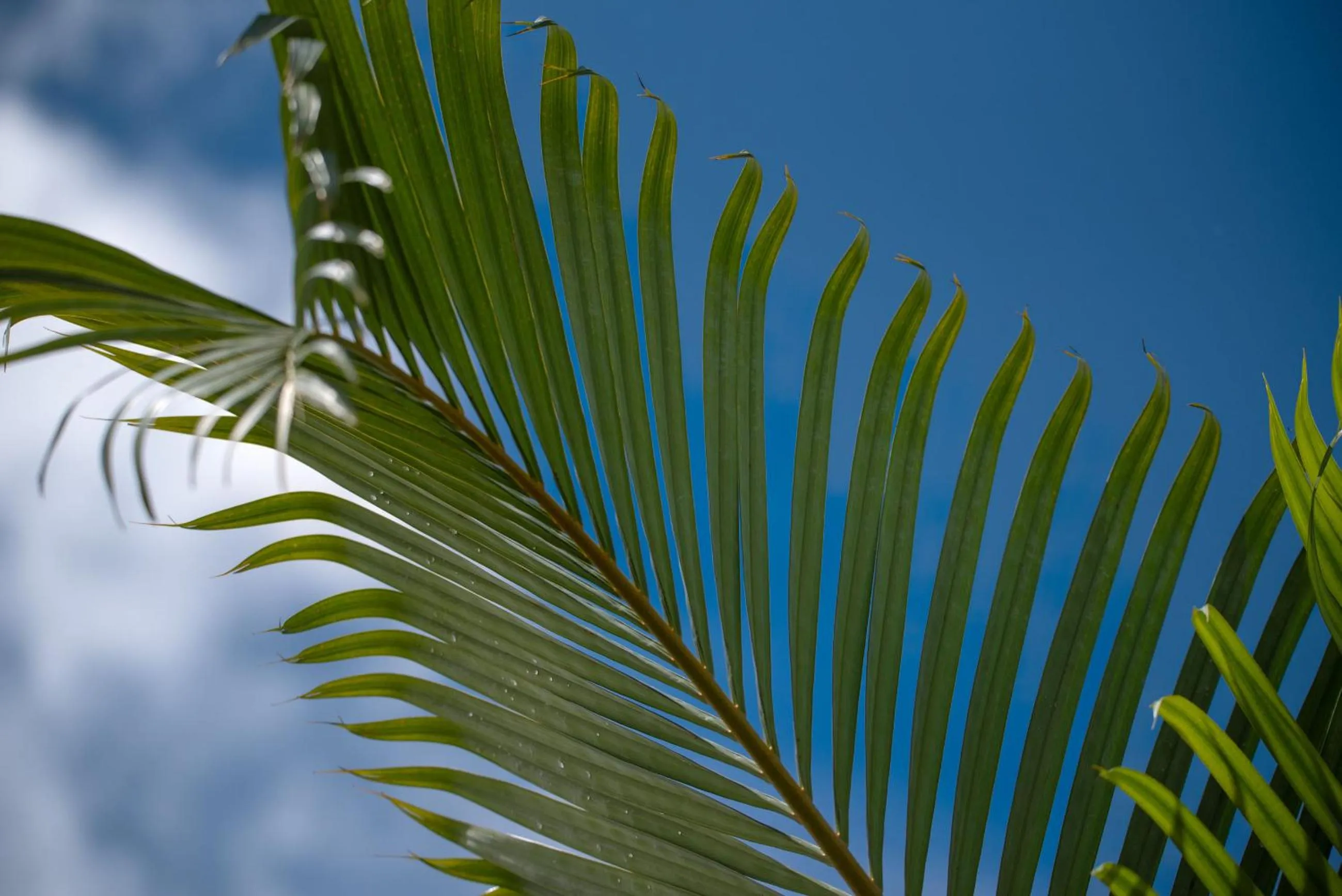 Natural landscape in Hotel Campestre Montecarlo