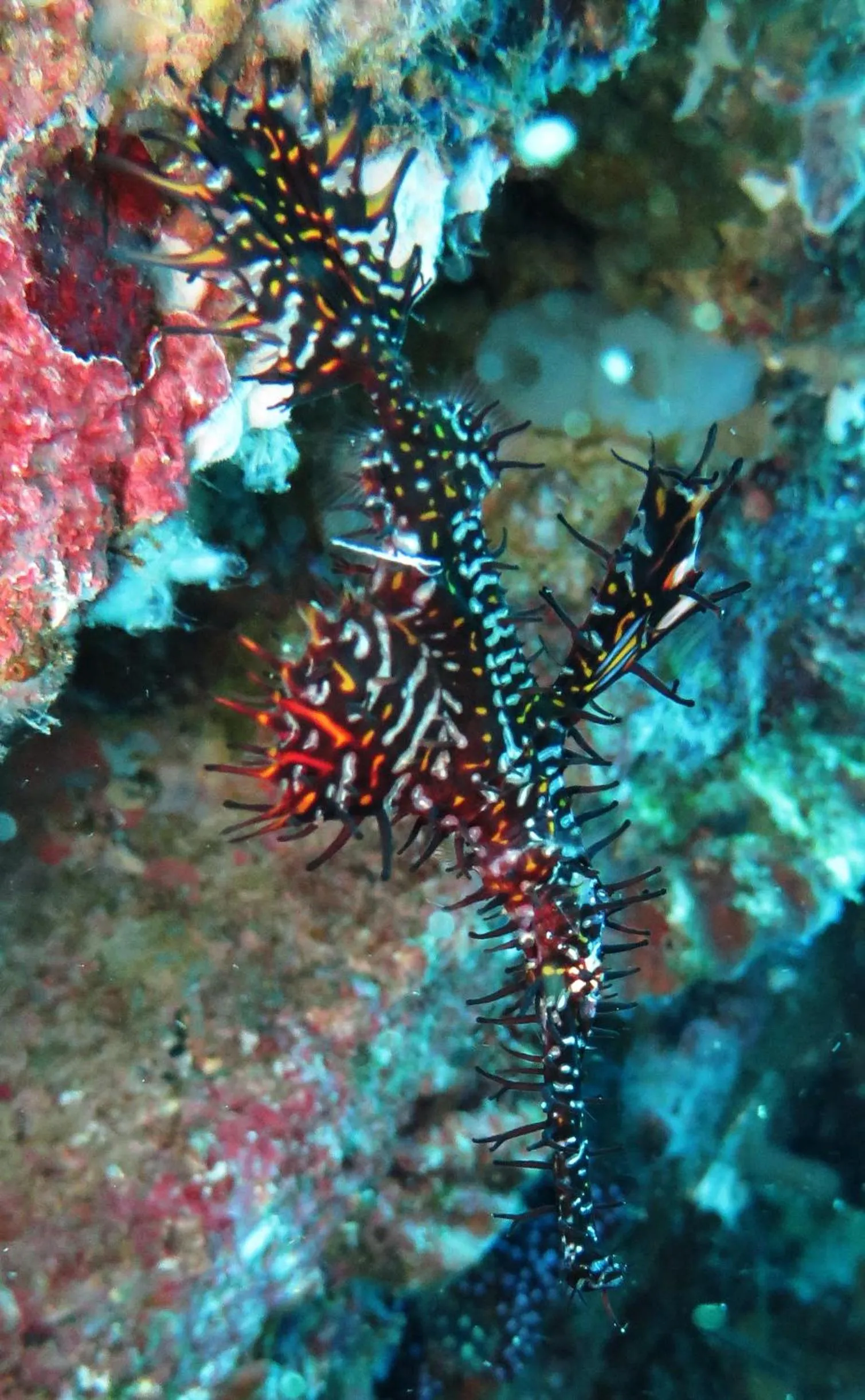 Animals in Jukung Dive Resort Bali AMED