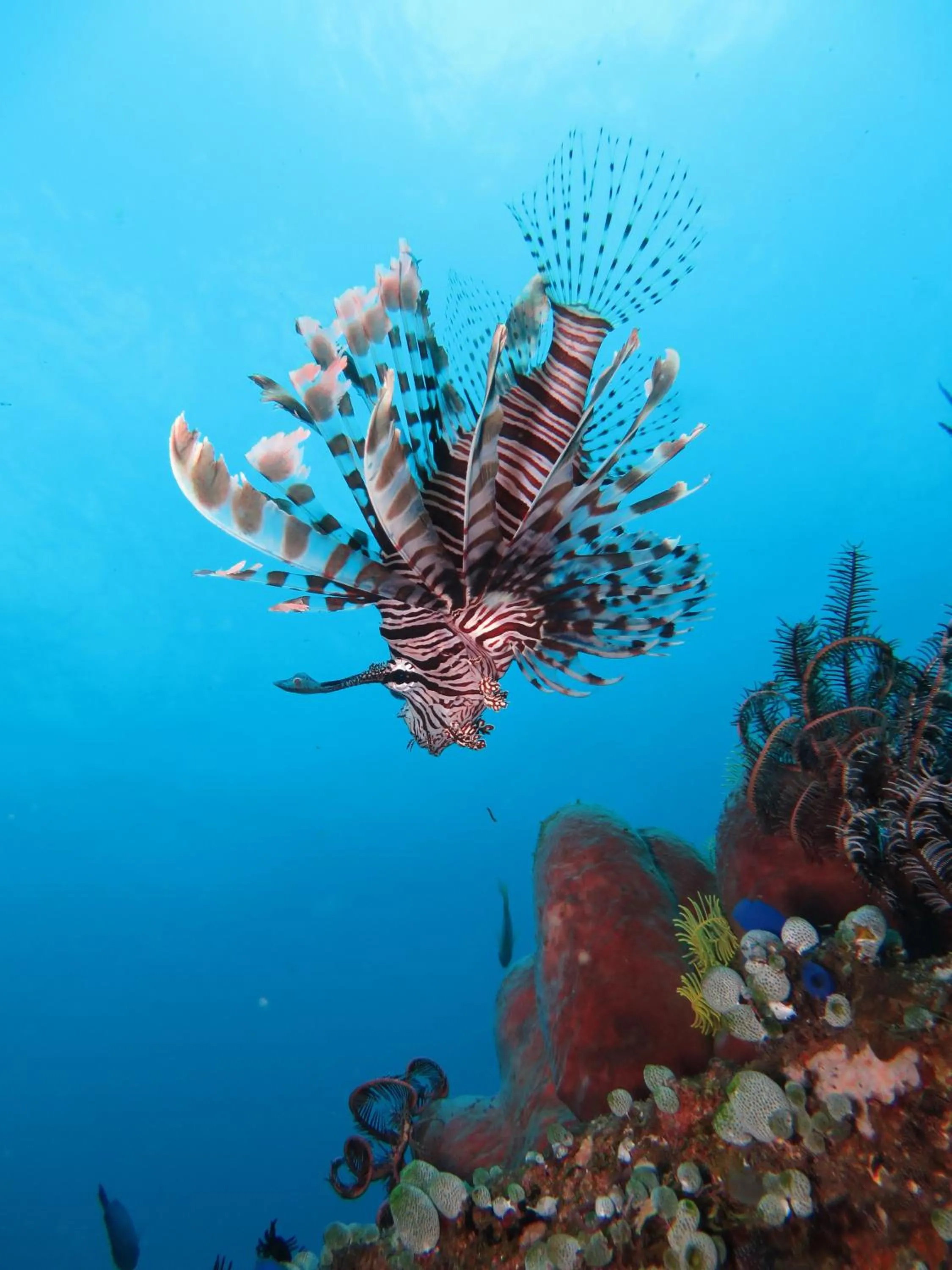 Animals in Jukung Dive Resort Bali AMED