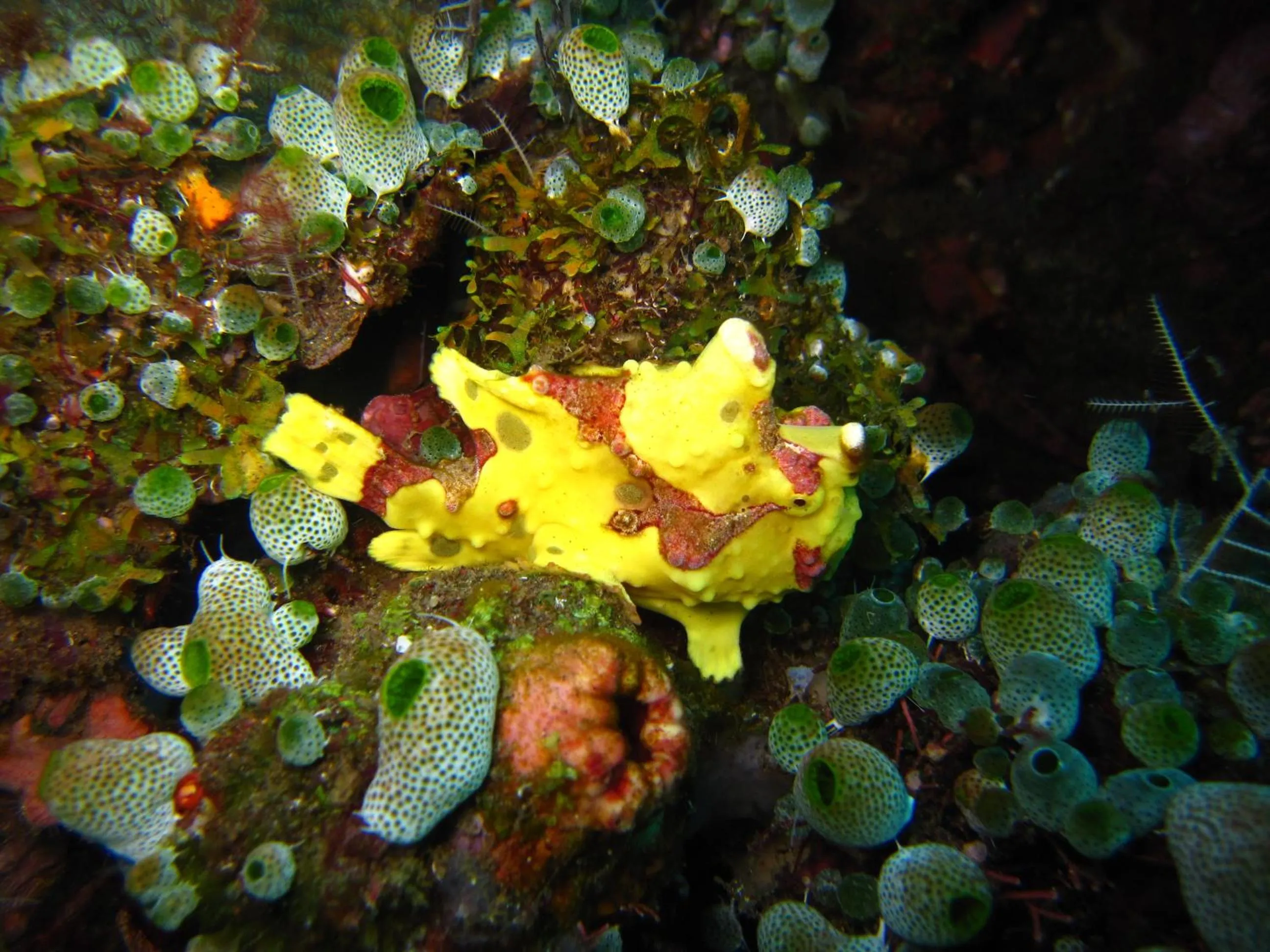 Animals in Jukung Dive Resort Bali AMED