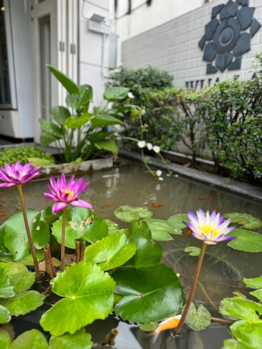 Garden in WUA LAI Boutique Hotel Chiang Mai