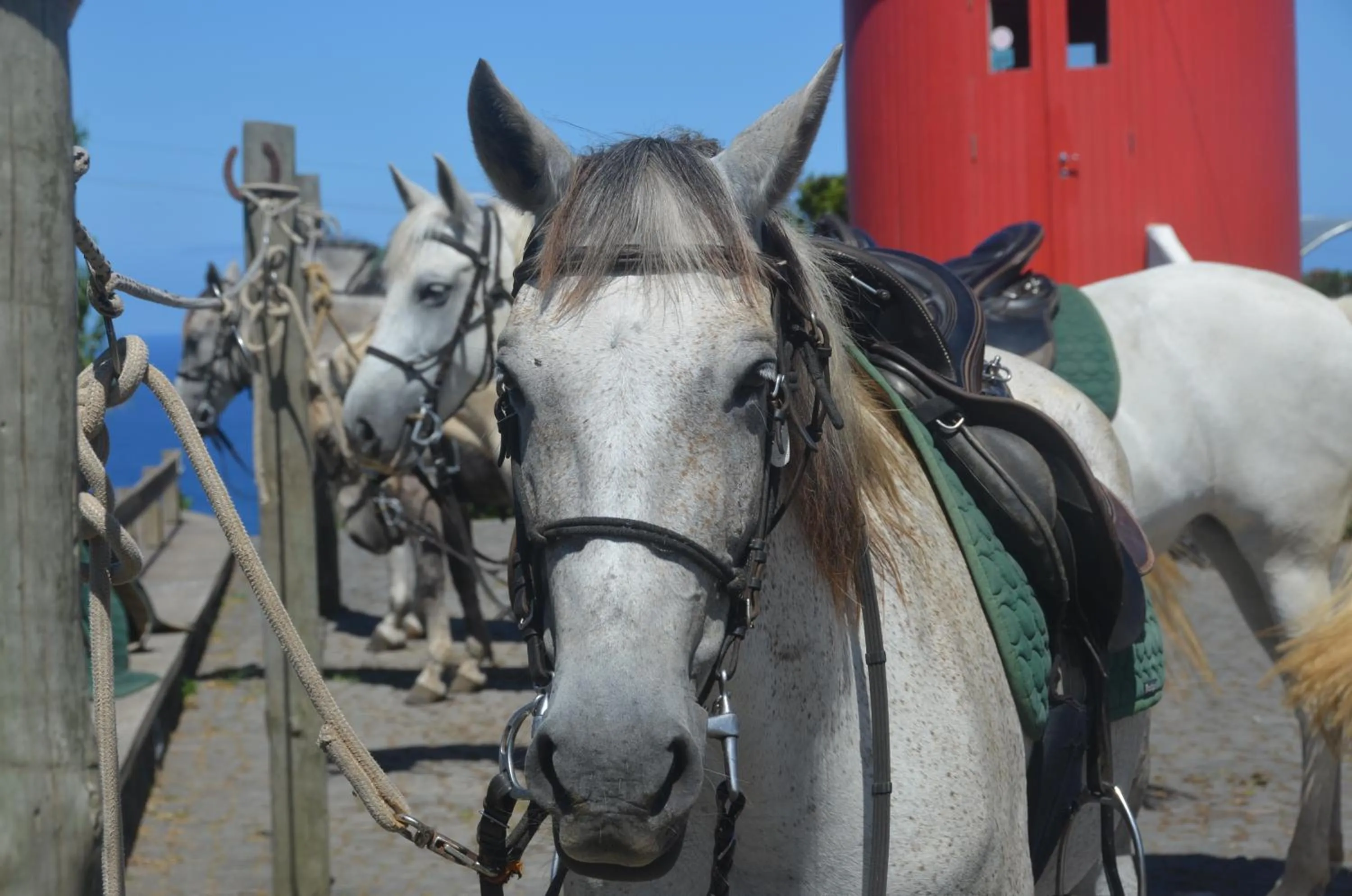 Horse-riding in Pátio Ecolodge