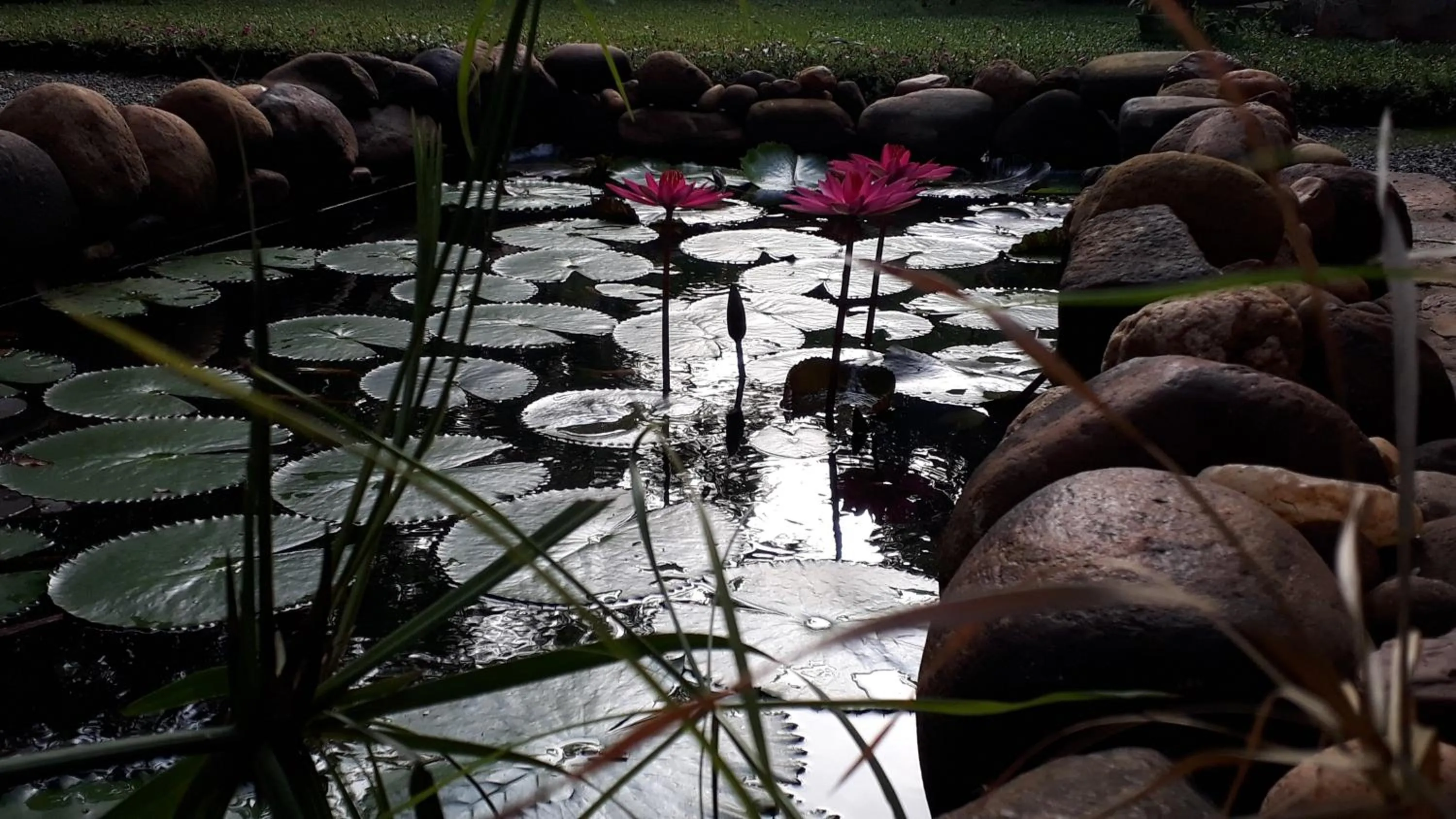 Private Organic House