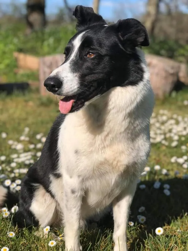 Pets in Les Chambres d'Hôtes du Rouyre