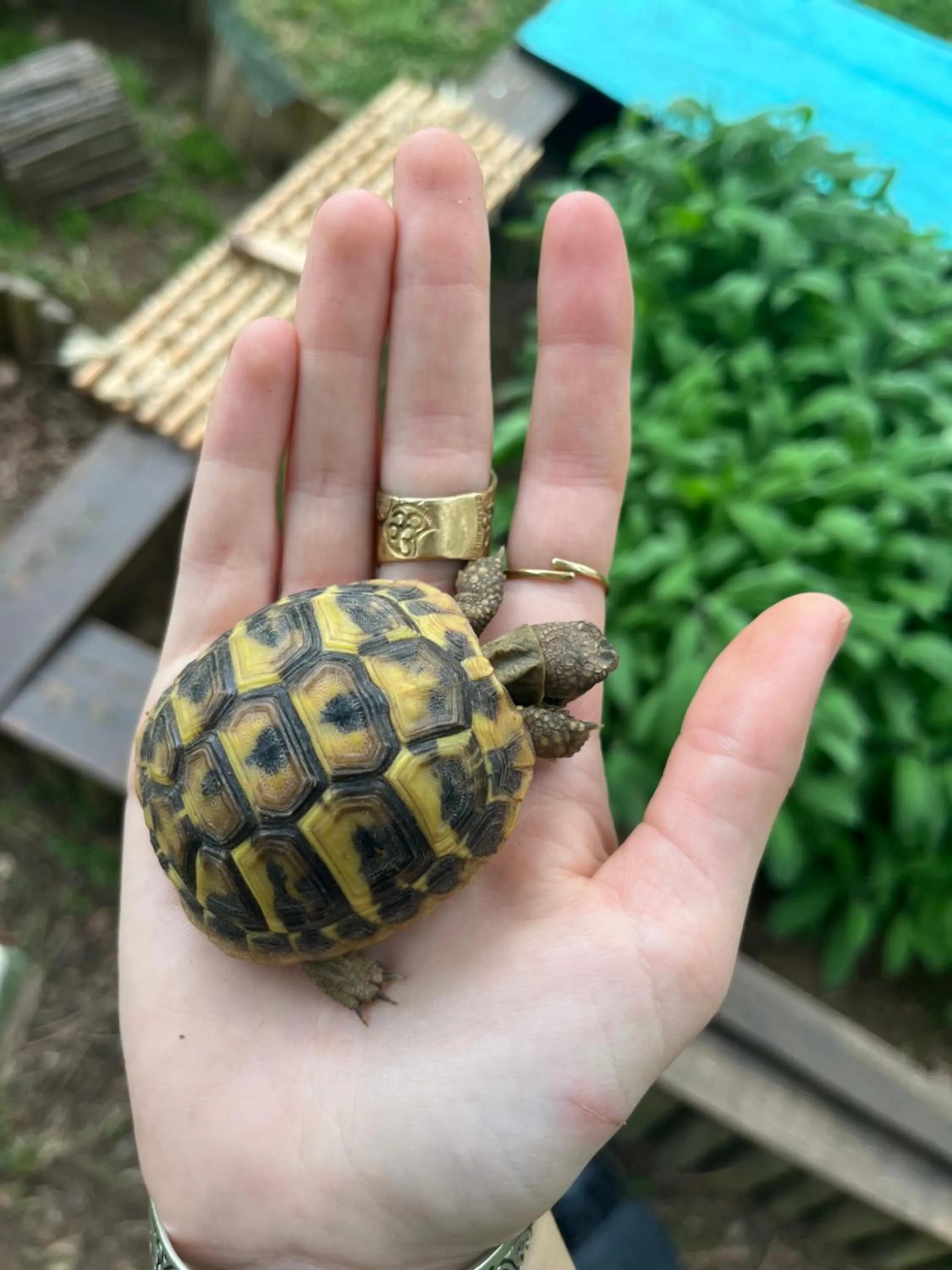 Animals in Les Chambres d'Hôtes du Rouyre
