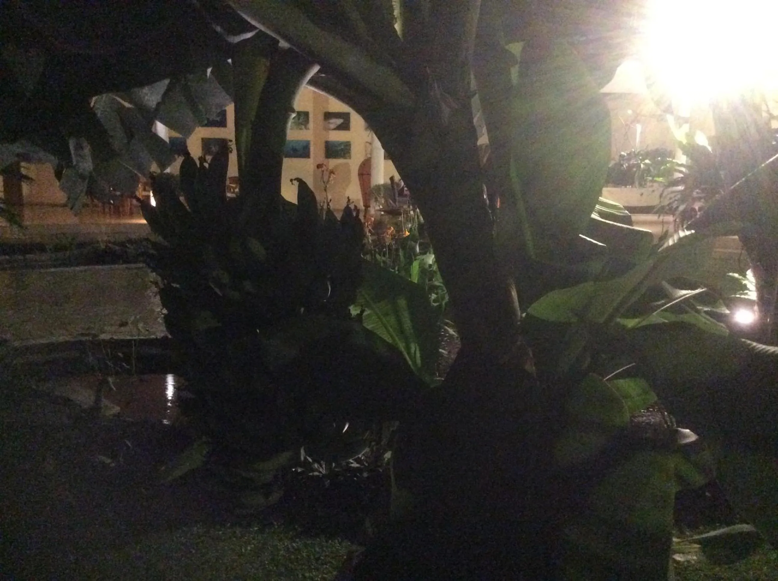 Garden in Villa Costa Plenty