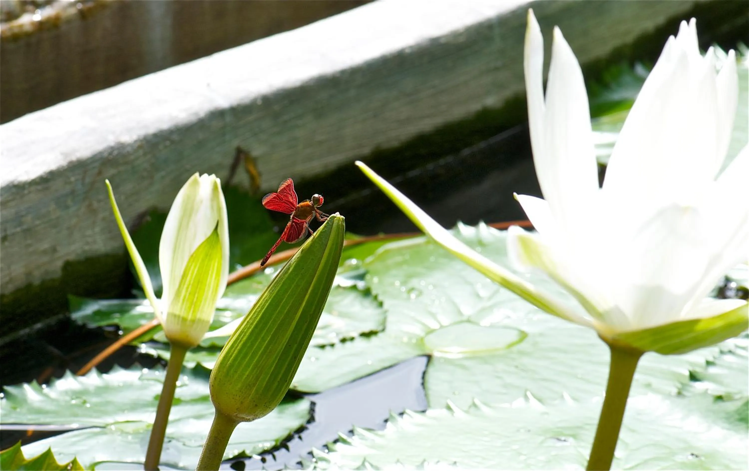Garden view in Villa Costa Plenty
