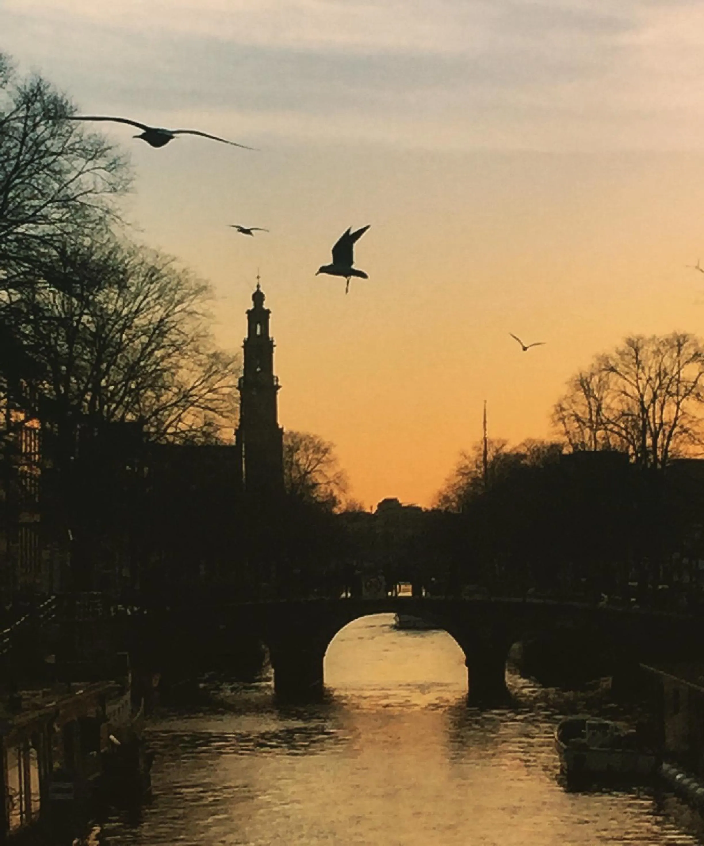 Animals in Houseboat Westerdok