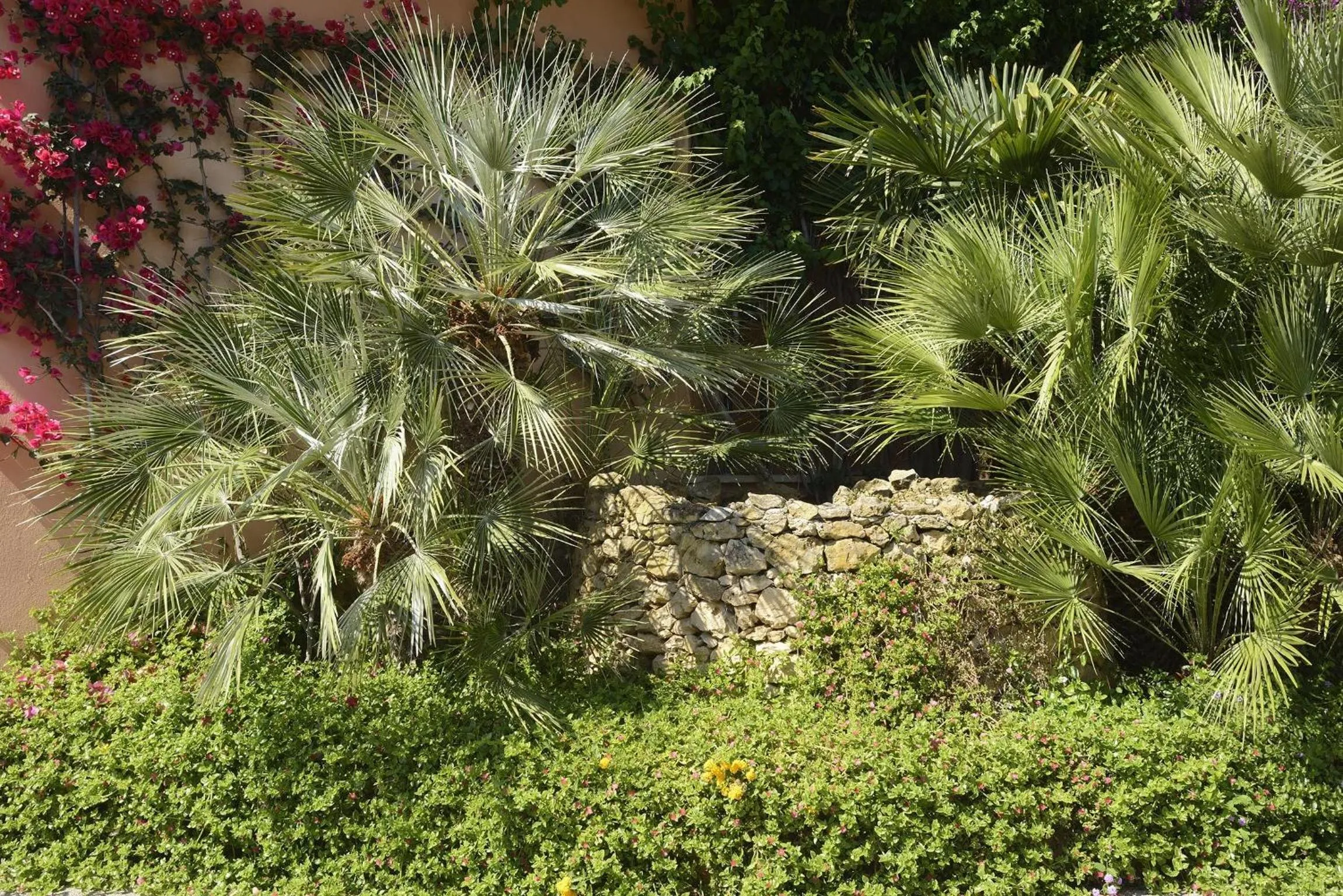 Garden in Hotel Oasis