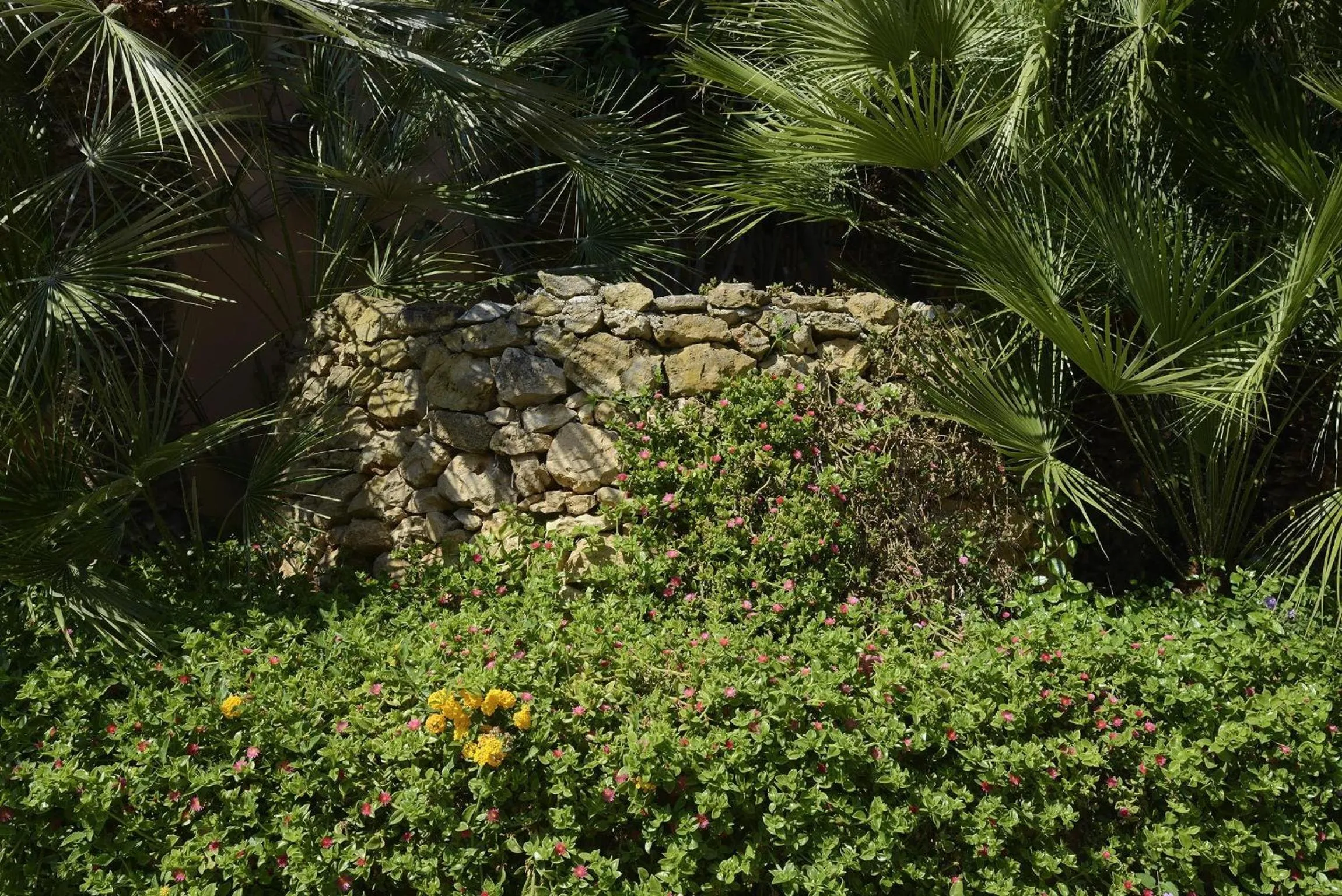Garden in Hotel Oasis