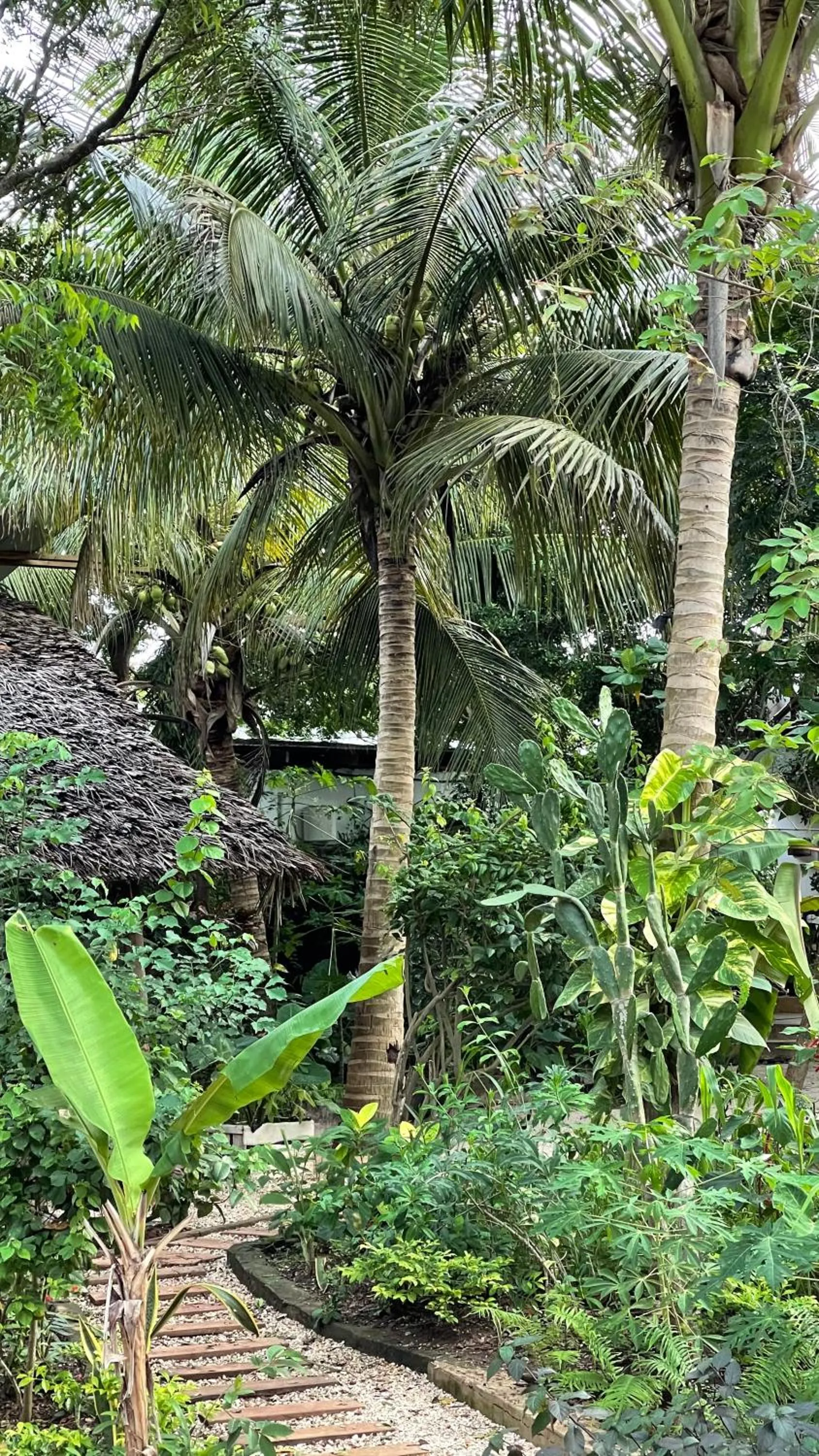 Garden in Atii Garden Bungalows