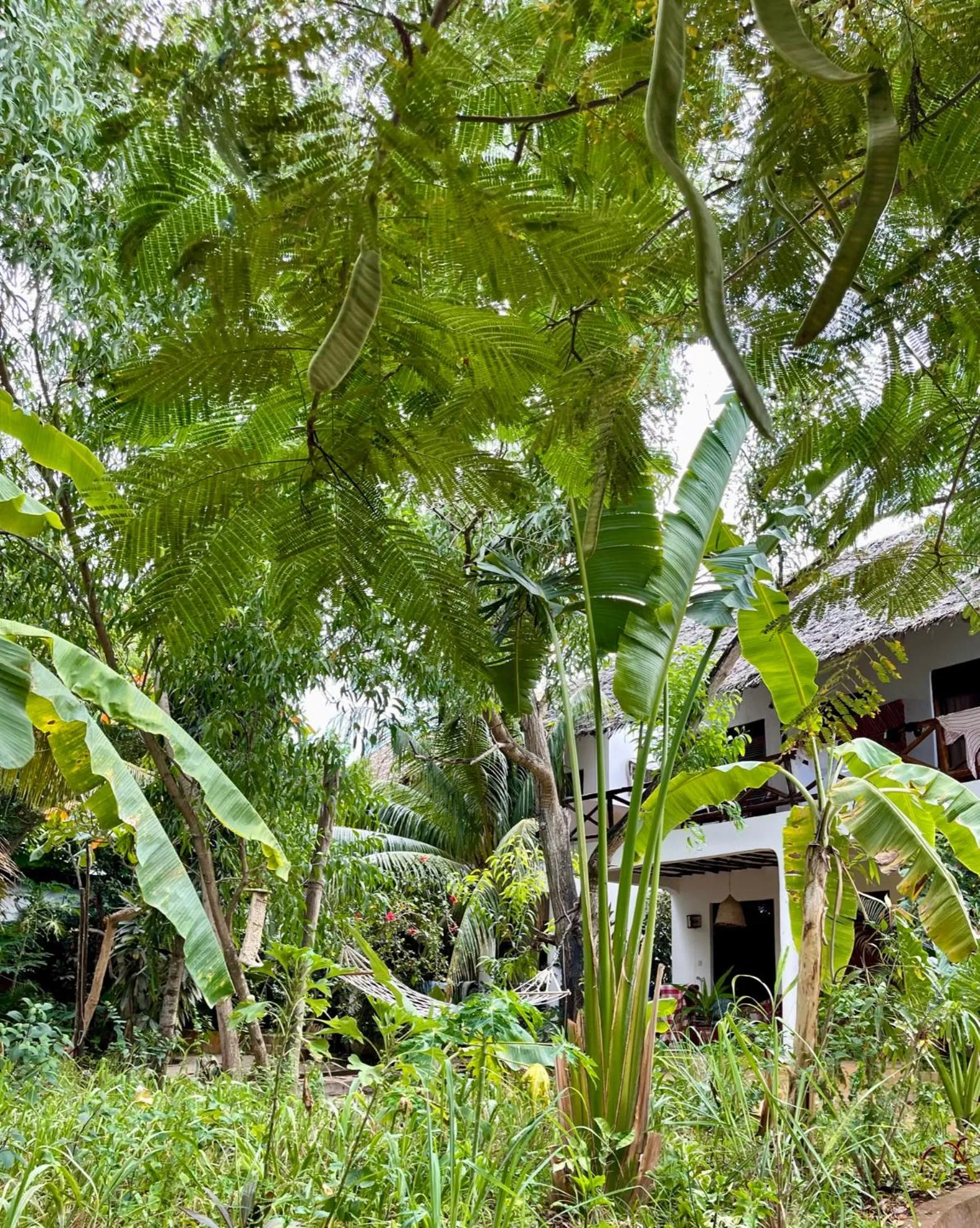 Natural landscape in Atii Garden Bungalows