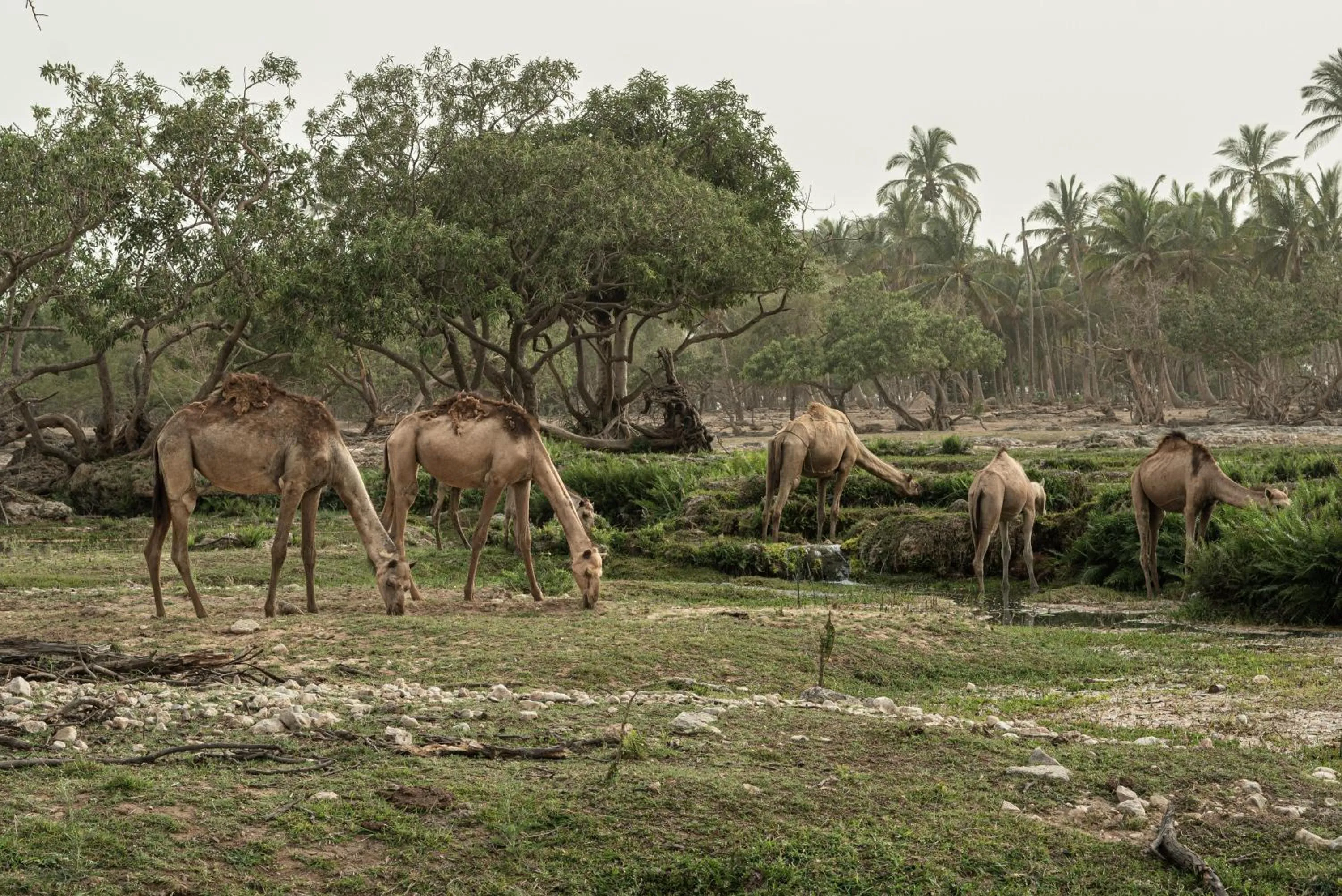 Natural landscape in Fanar Hotel & Residences