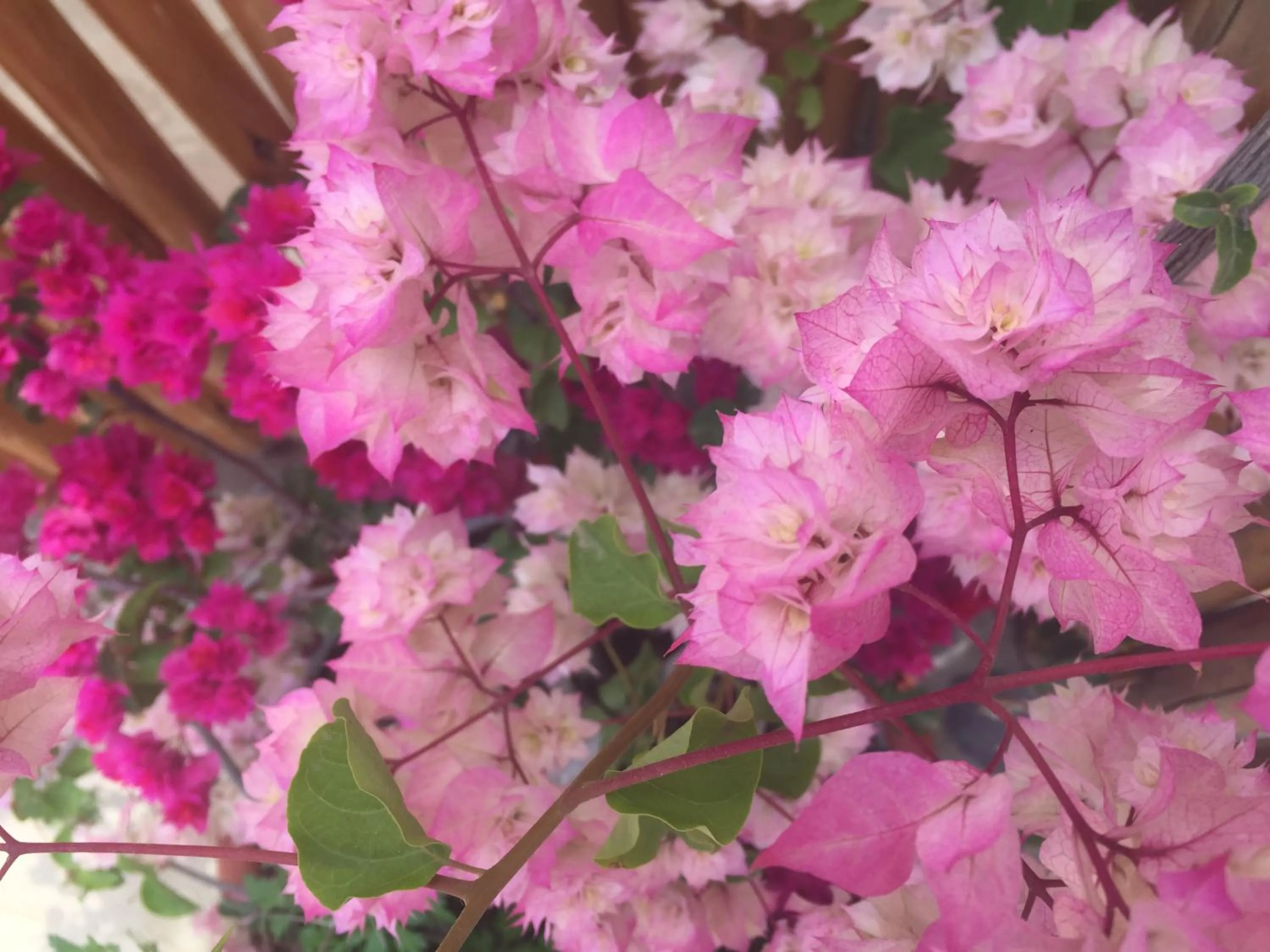 Garden in Baja Canoas Hotel