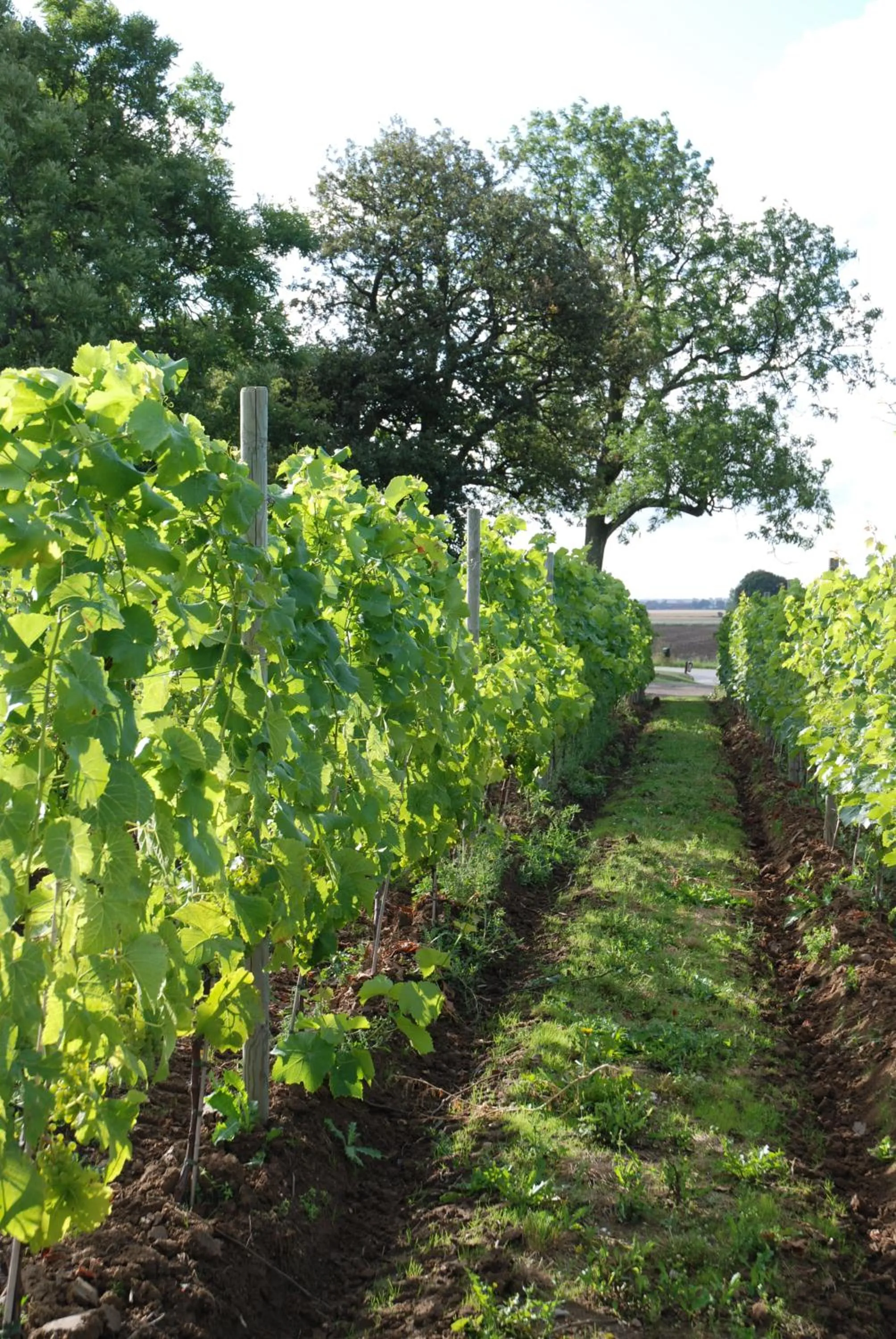 Natural landscape in Flädie Mat & Vingård