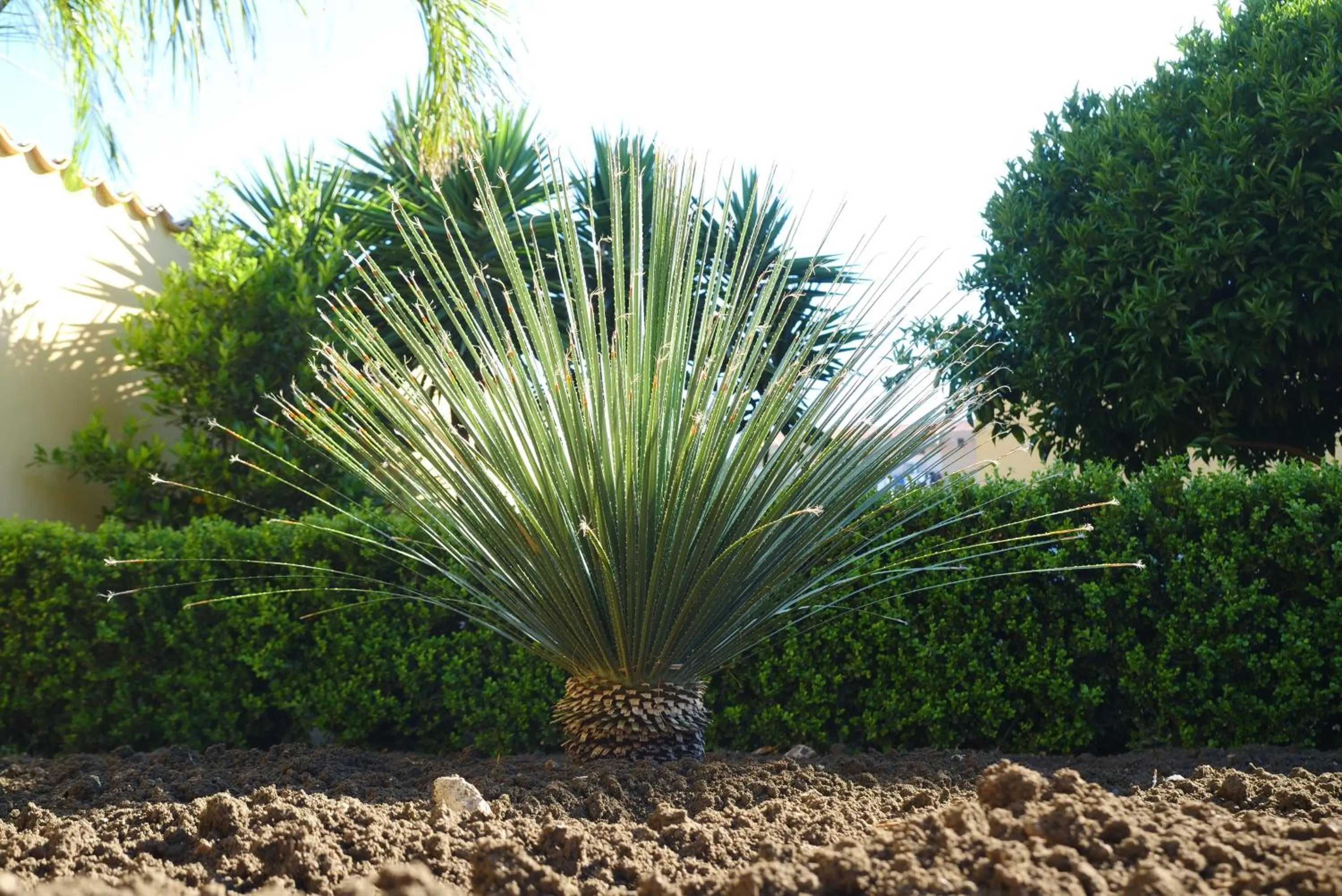 Garden in B&B Templi e Arte