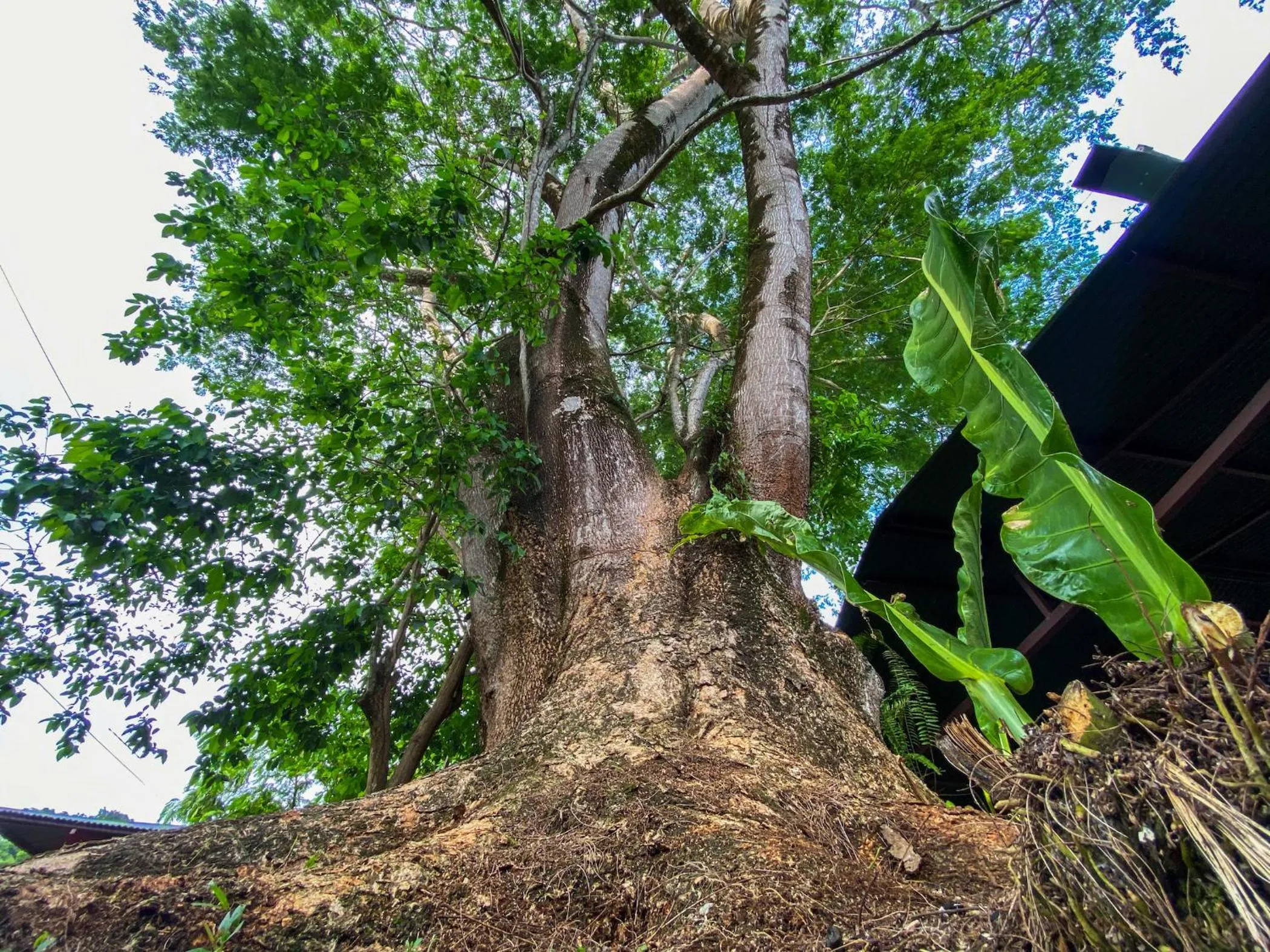 Patio in Hotel Cabinas el Tecal