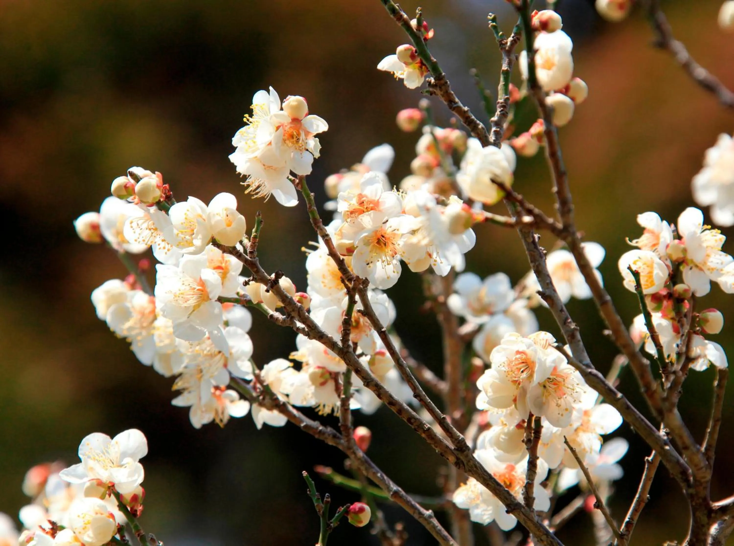 Garden in Hotel Kamogawaso