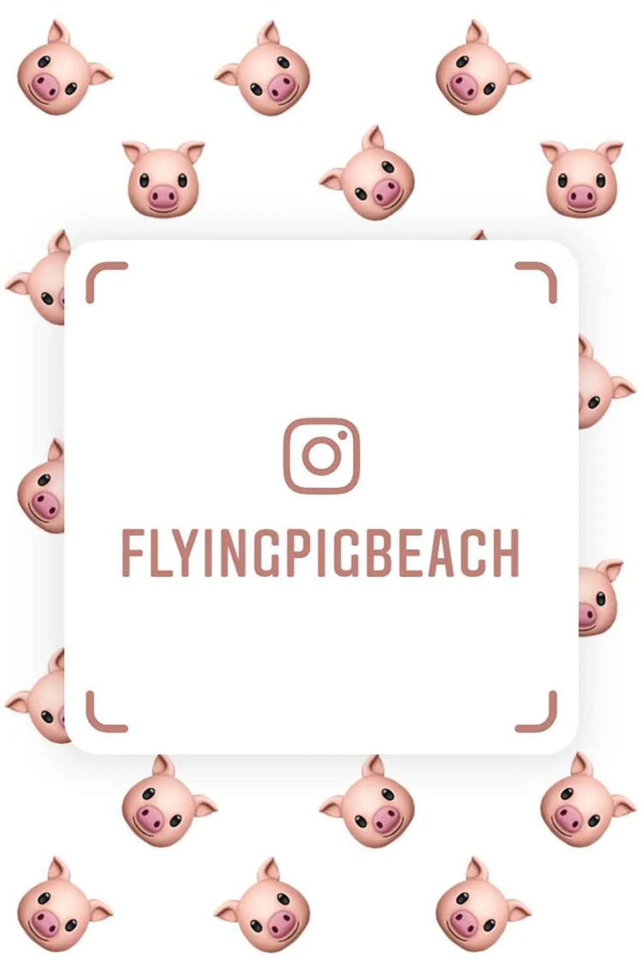 Logo/Certificate/Sign in The Flying Pig Beach Hostel Age 18 to 40