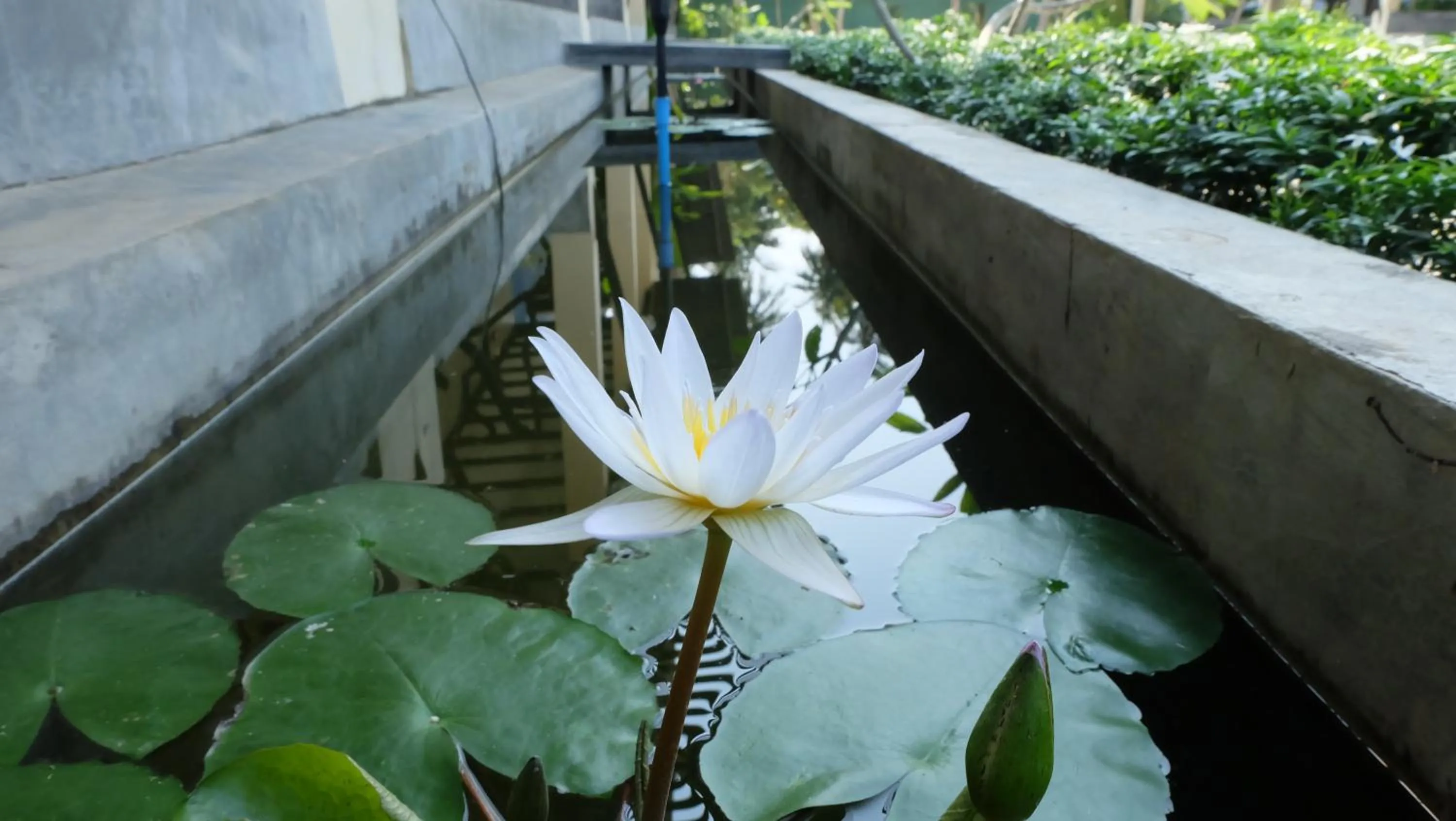 Garden in Lullaby Boutique Resort