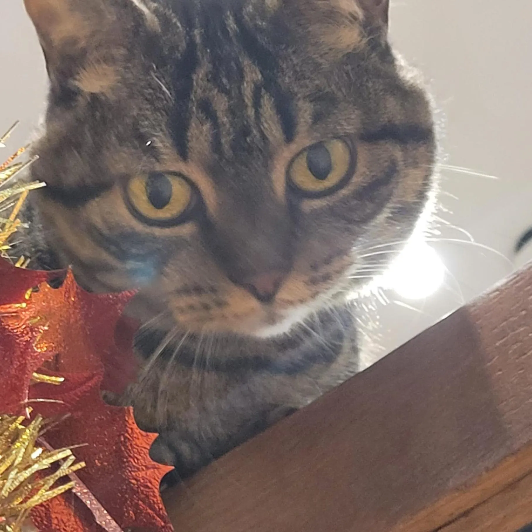 Pets in Plug inn Montmartre by Hiphophostels