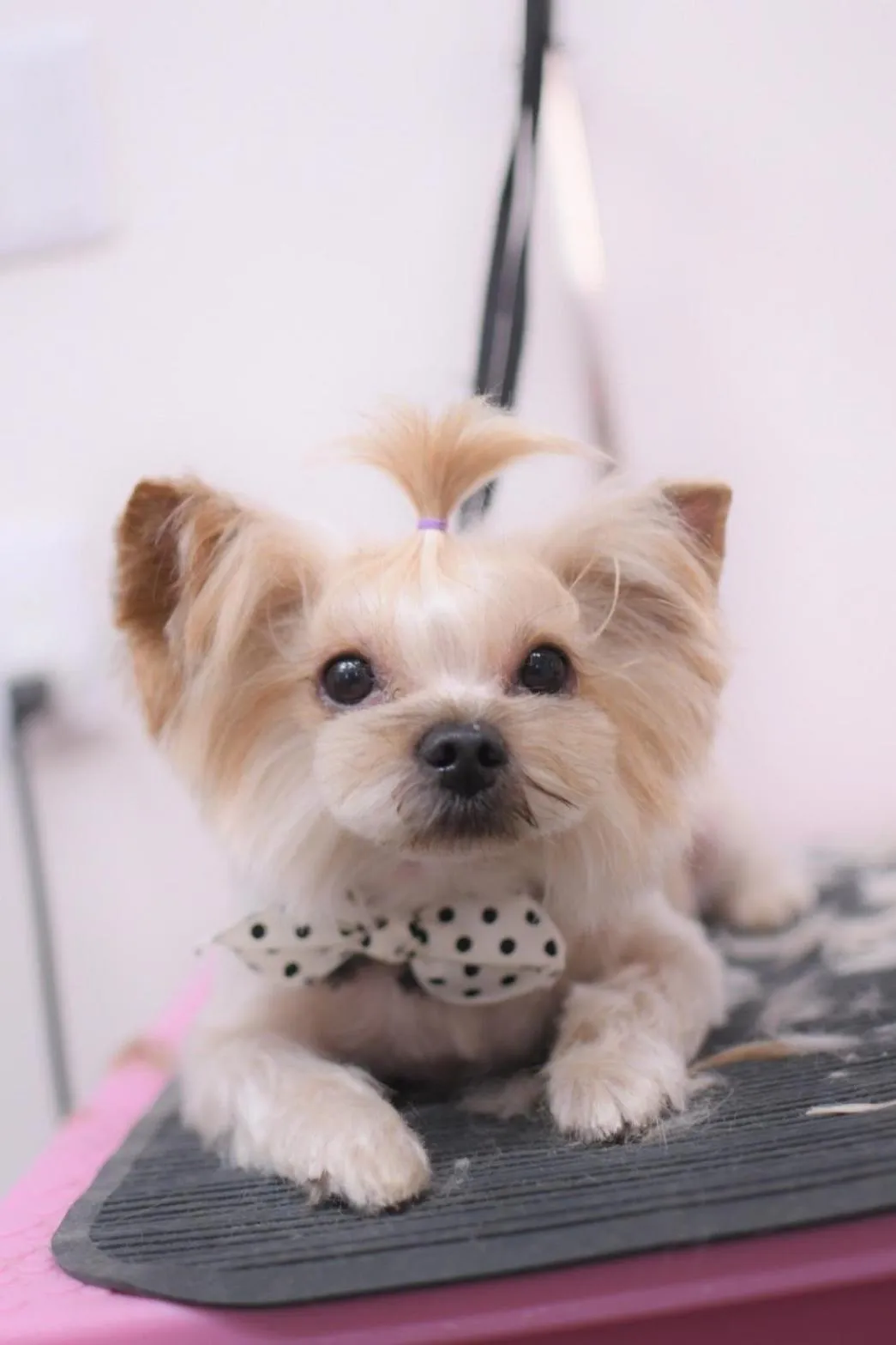 Pets in Villa Ortigia