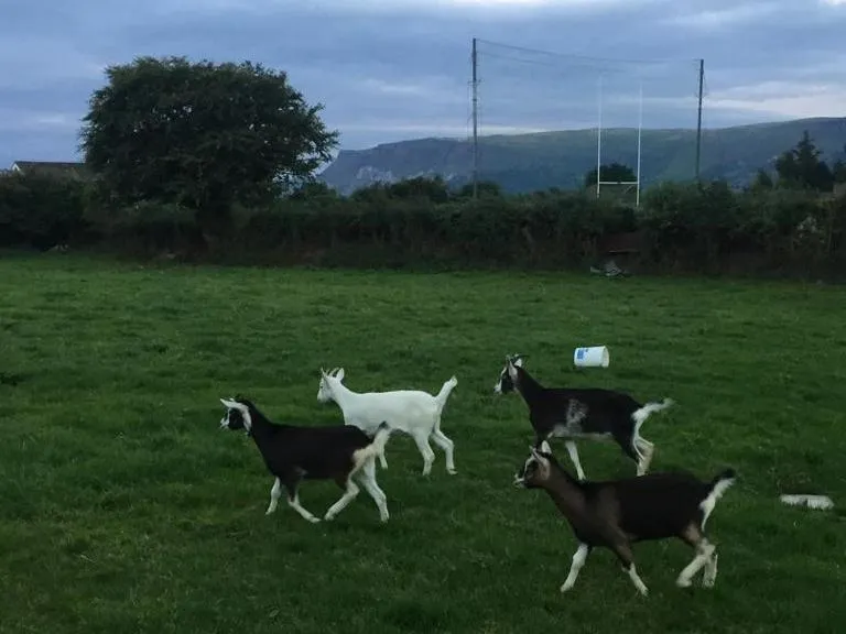 View (from property/room) in Glendale Guestrooms