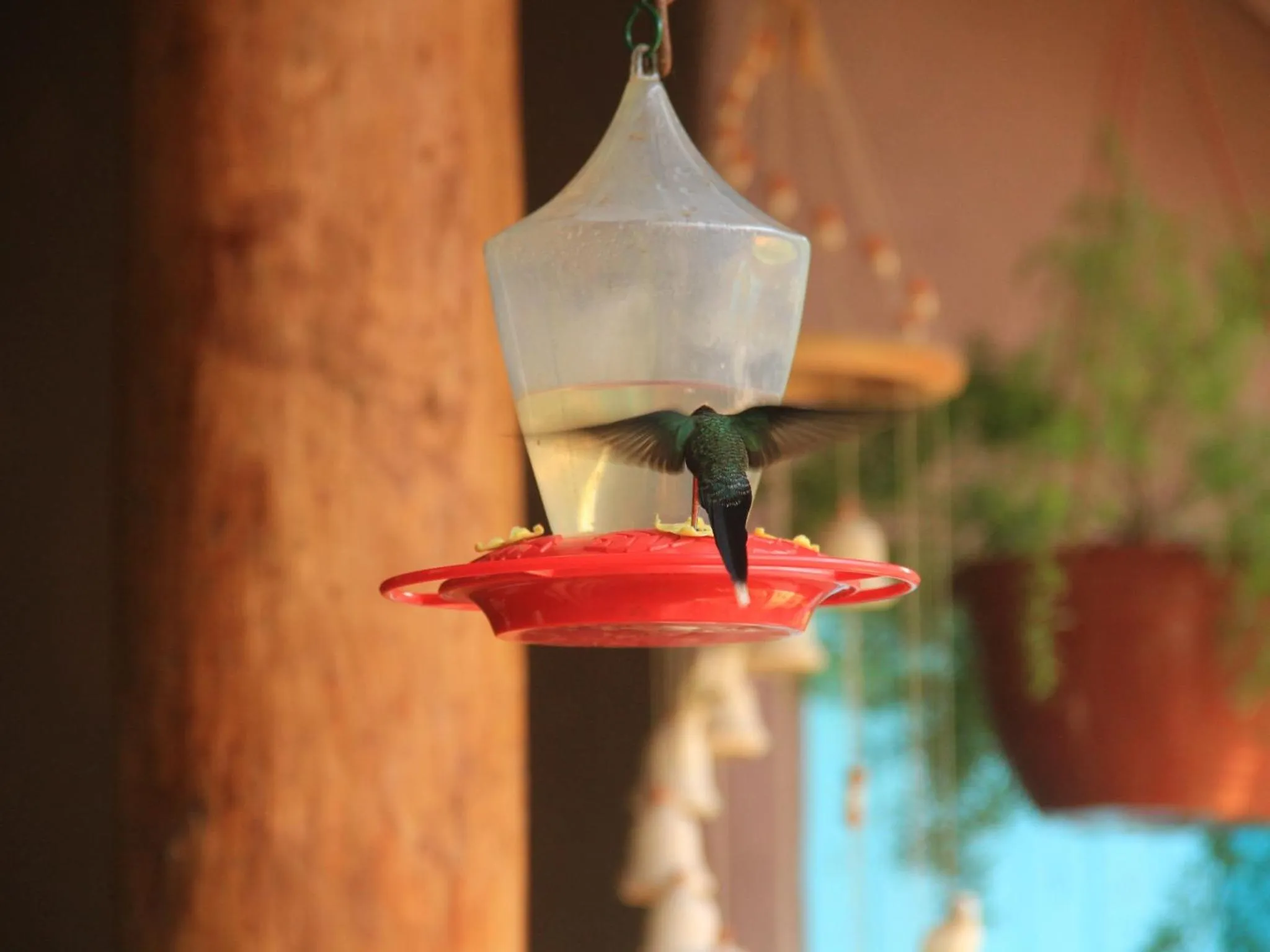 Animals in La Bicok EcoLodge