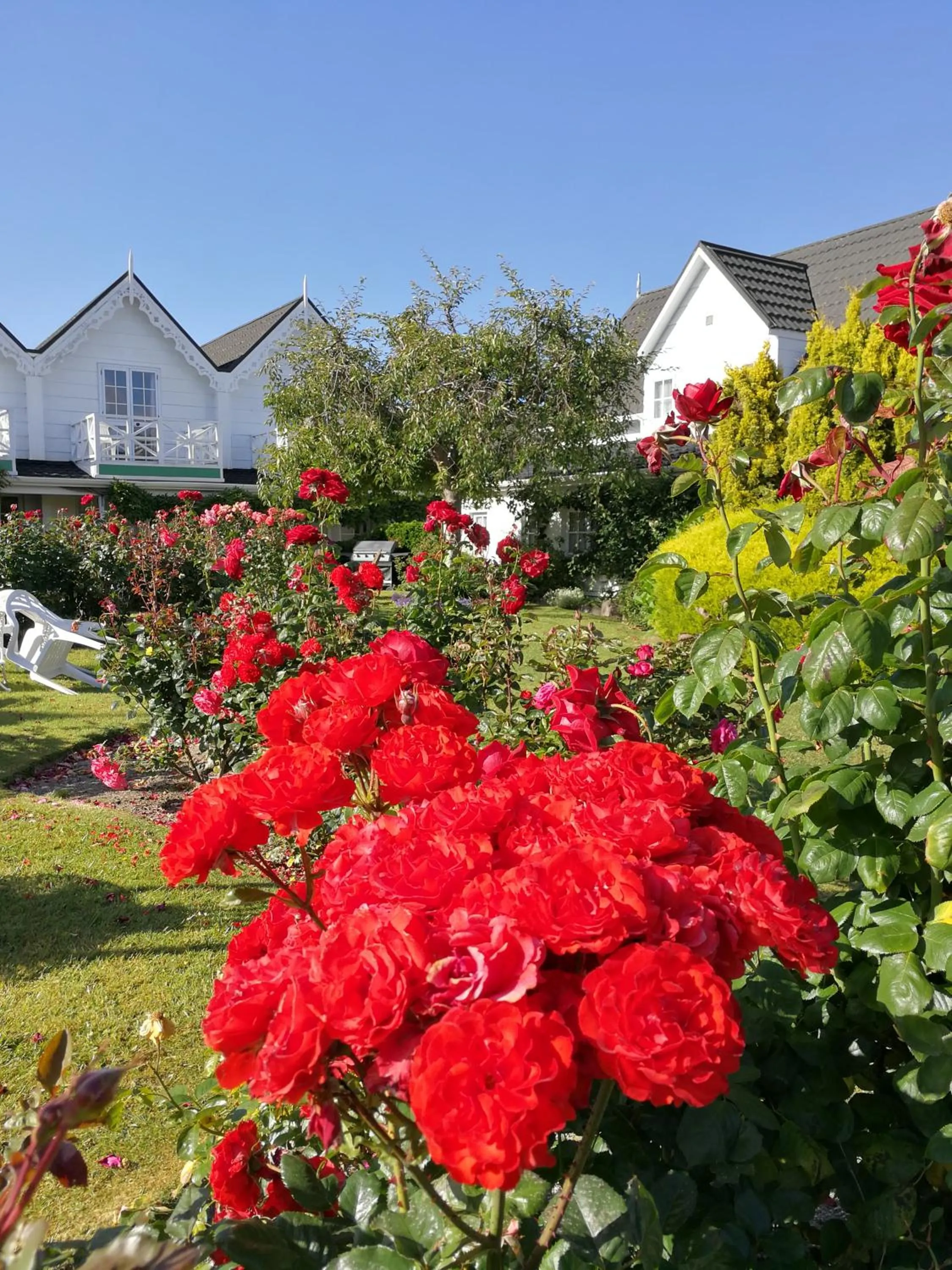 Garden in Phoenix Thermal Resort - Taupo