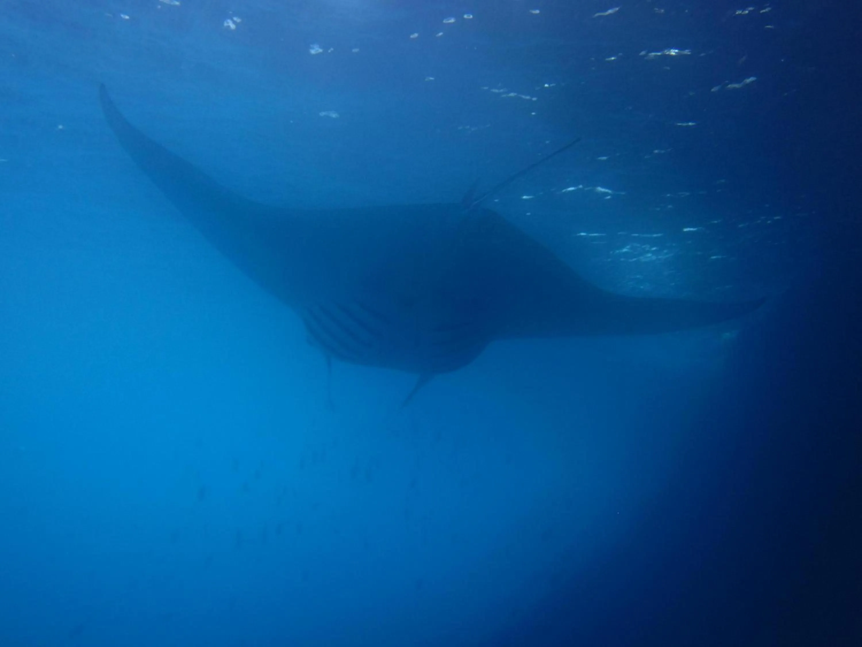 Animals in Dinatah Lembongan Villas