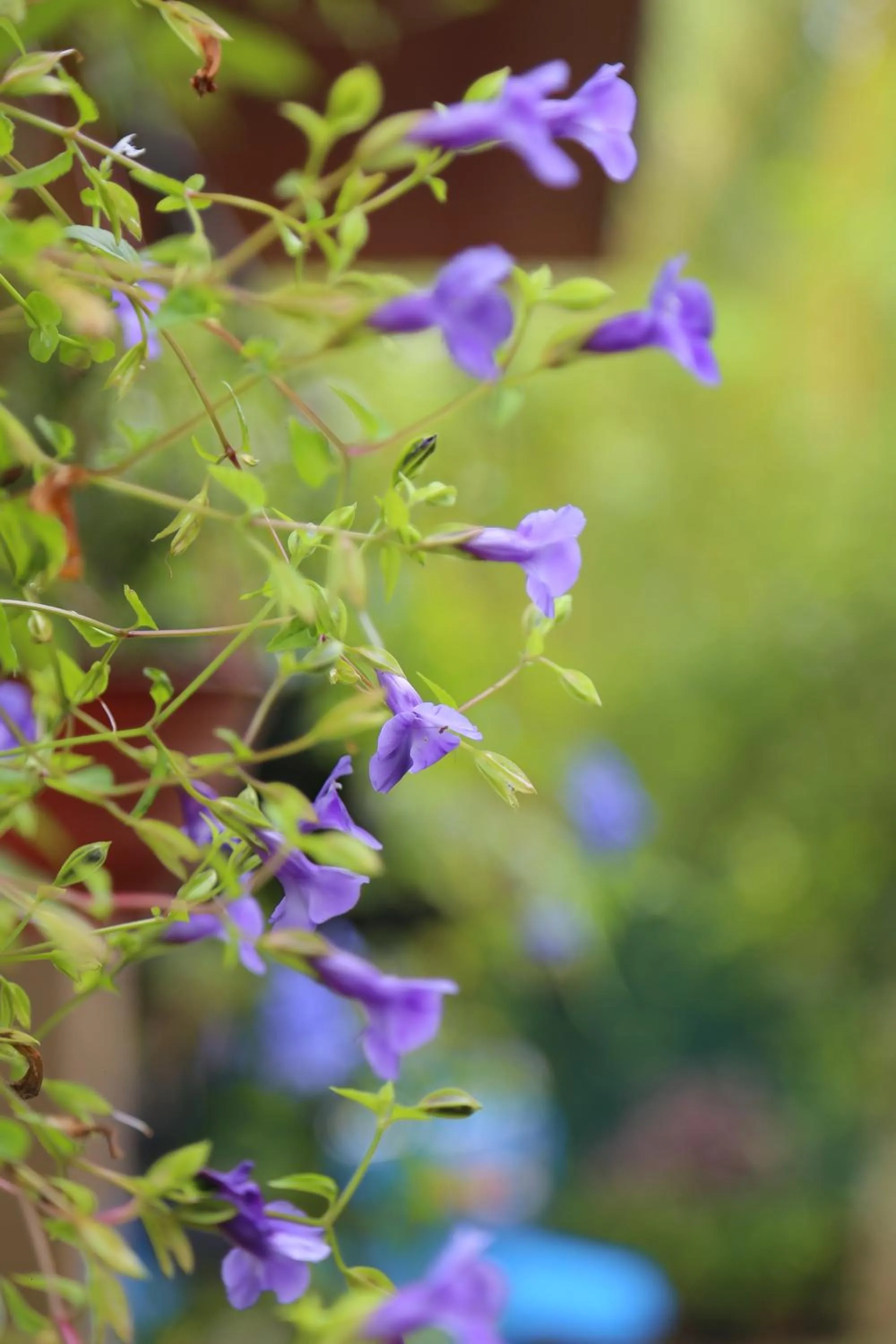 Garden in Osanda Guest