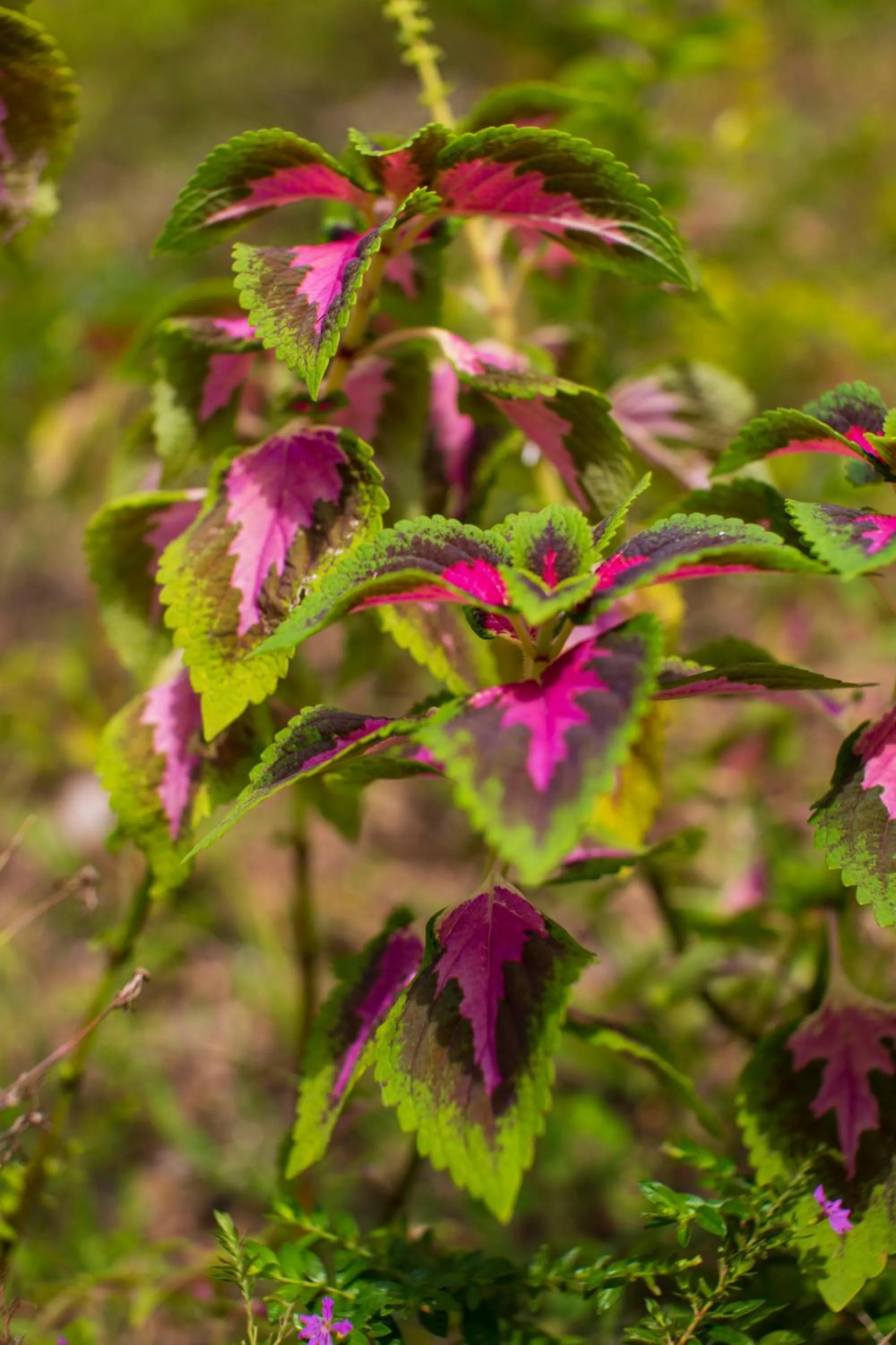 Pondok Guru Bakti Cottage