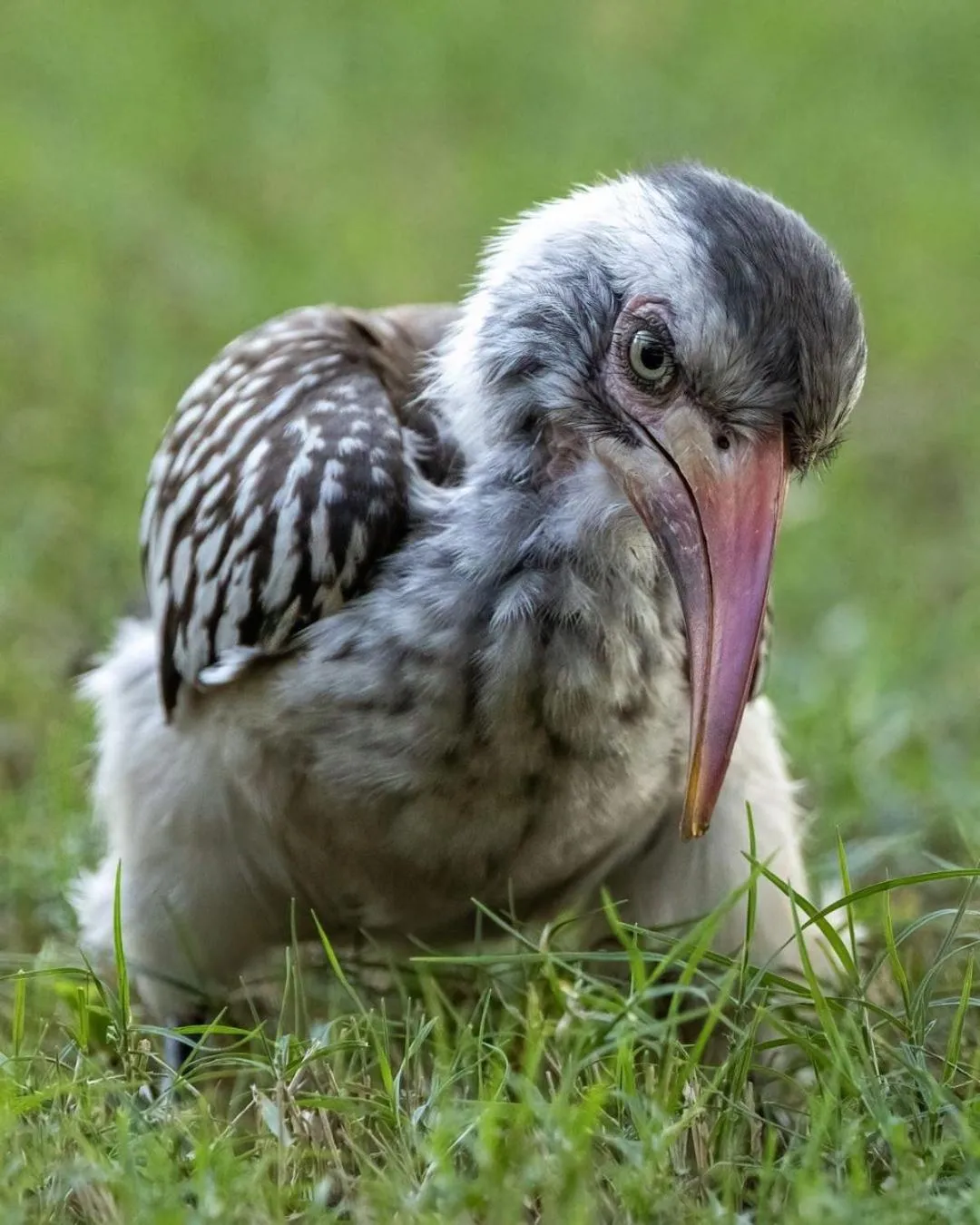 Animals in Xanatseni Private Camp