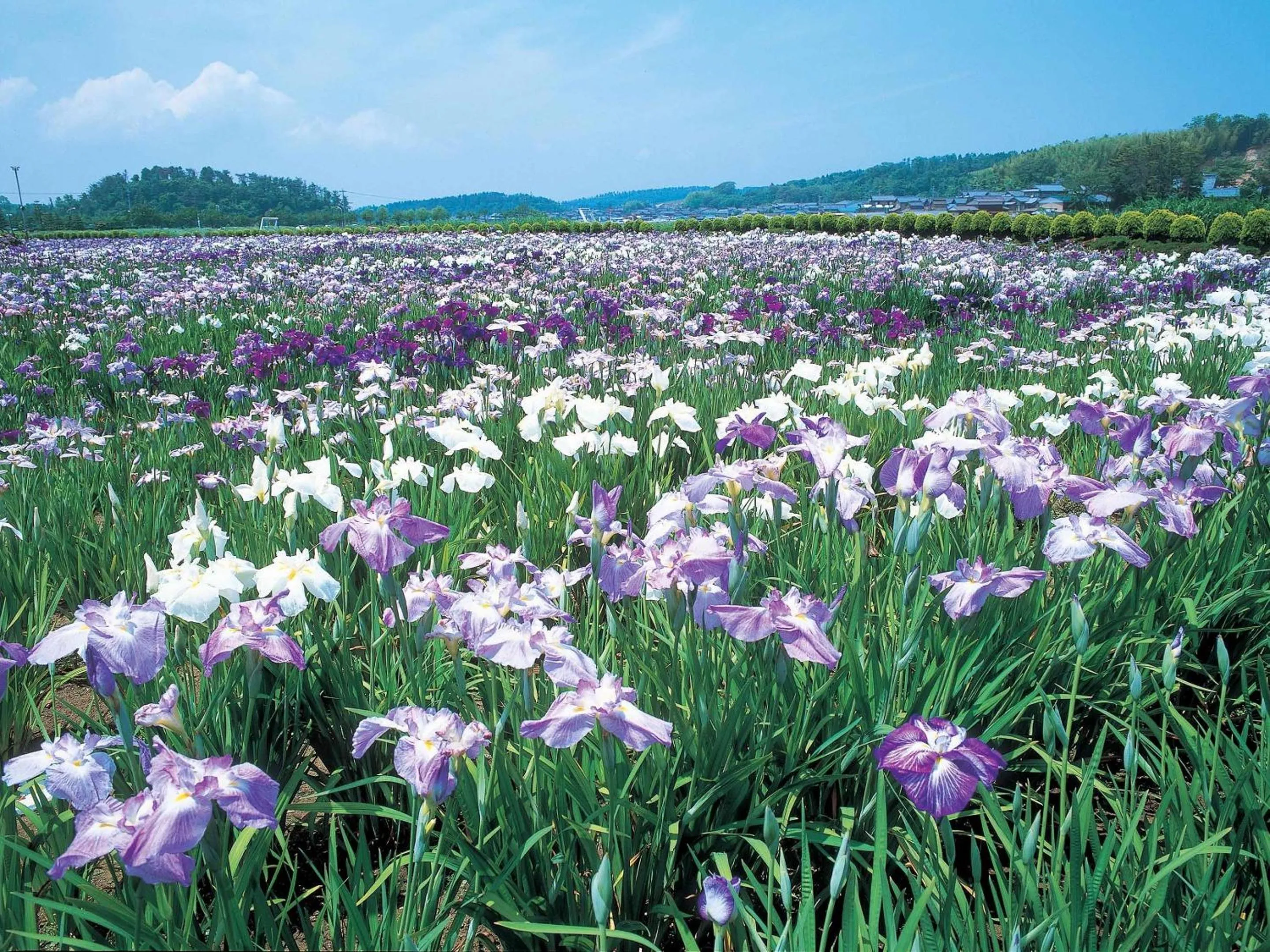 Nearby landmark in Ooedo Onsen Monogatari Yamashiro Saichoraku