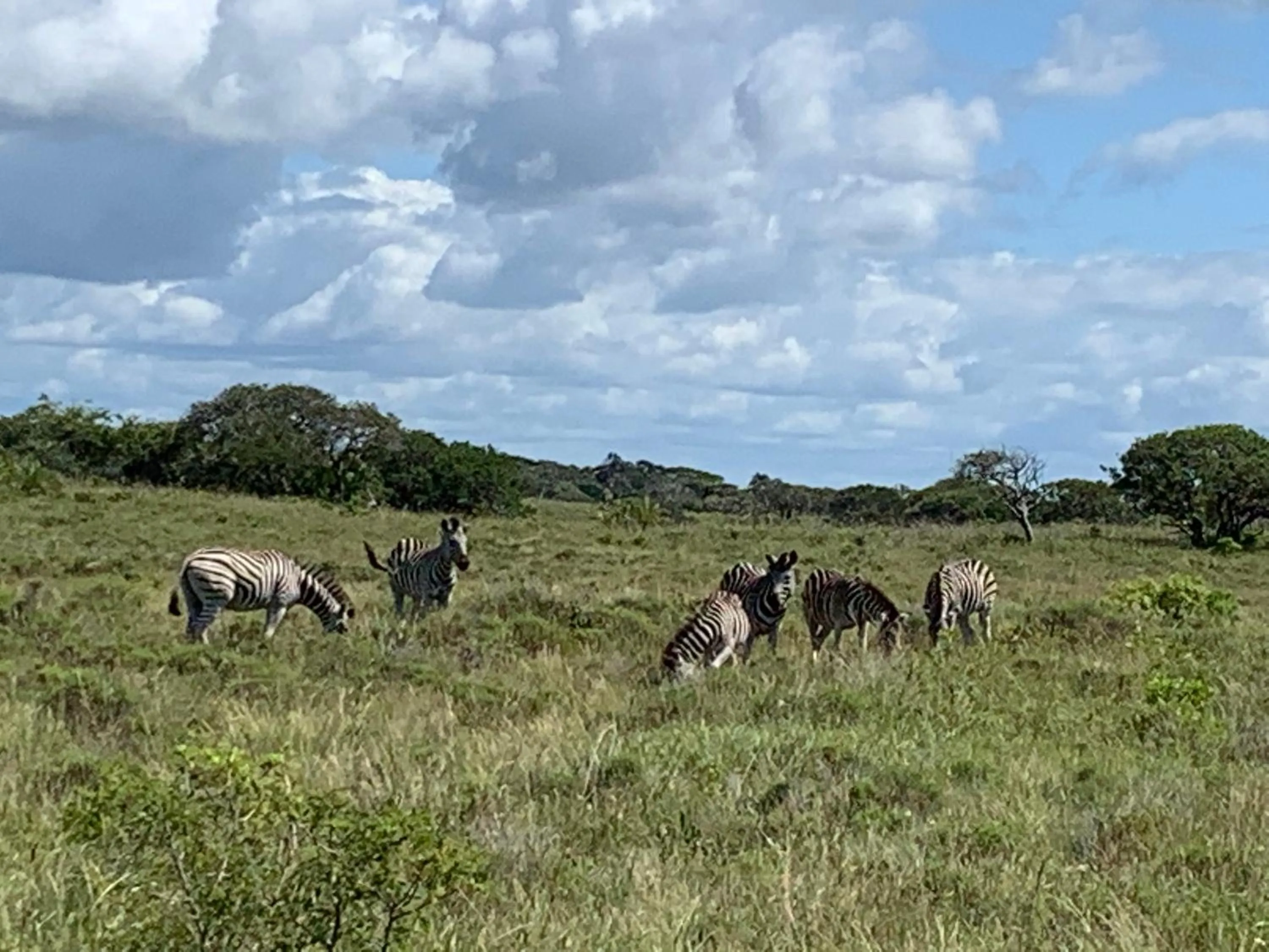 Animals in St Lucia Palms