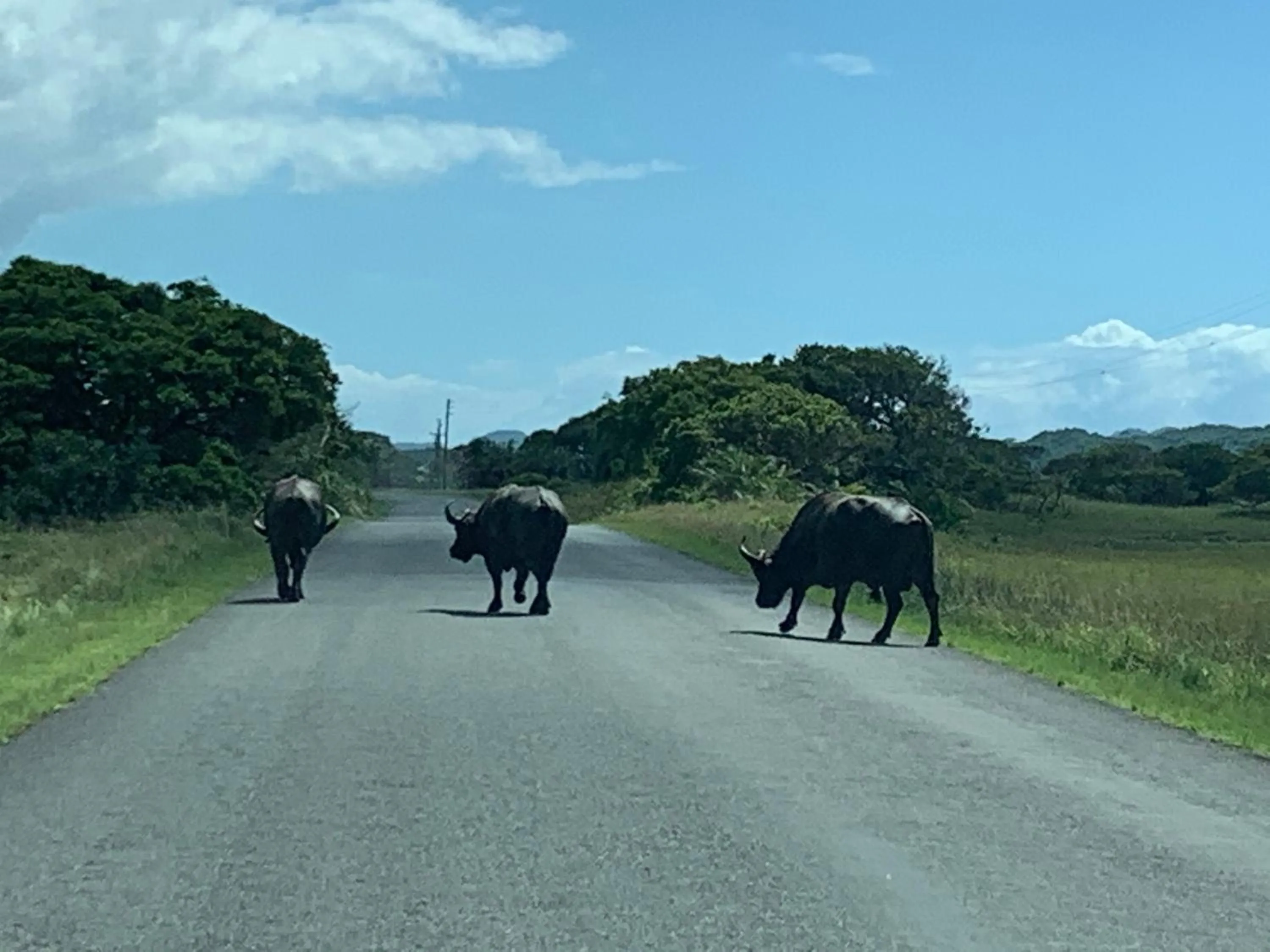 Animals in St Lucia Palms