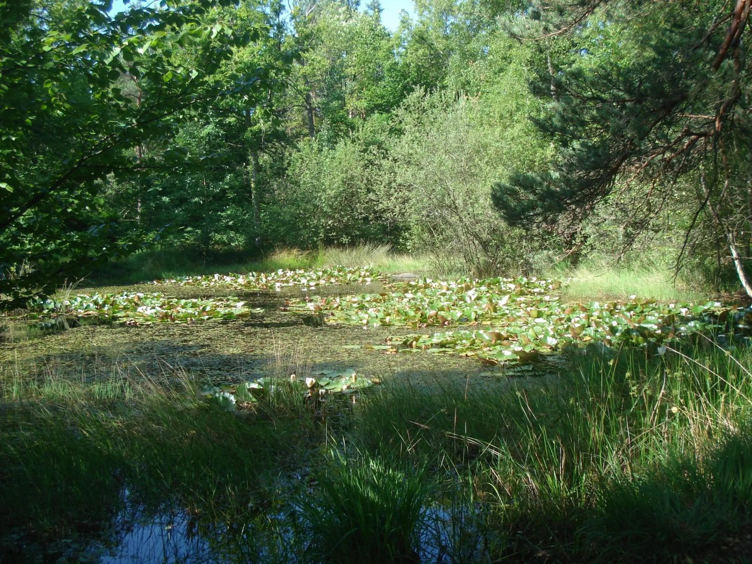 Hiking in Les Prémices De La Forêt