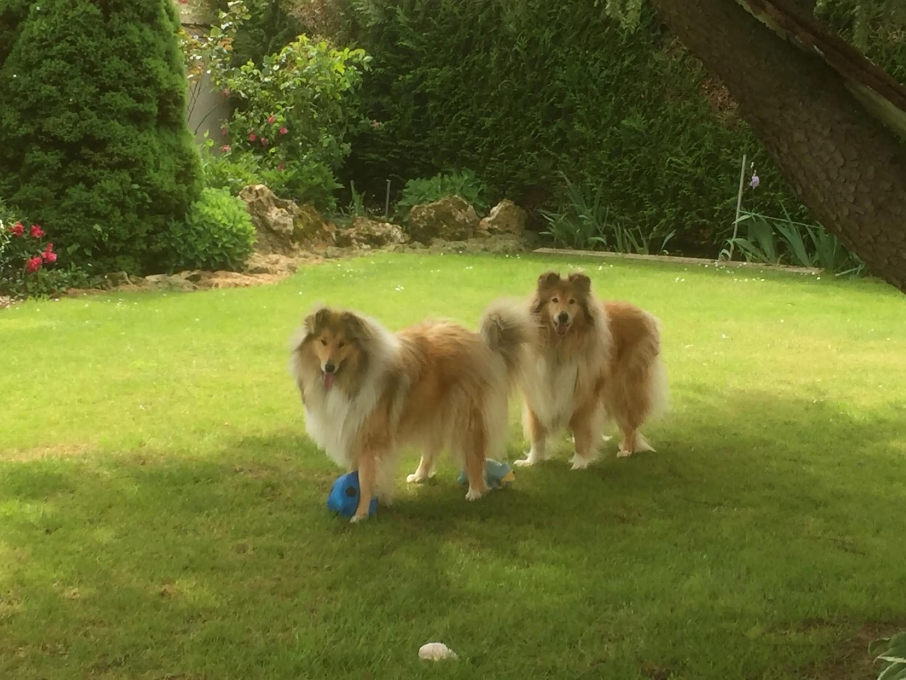 Animals in Les Prémices De La Forêt
