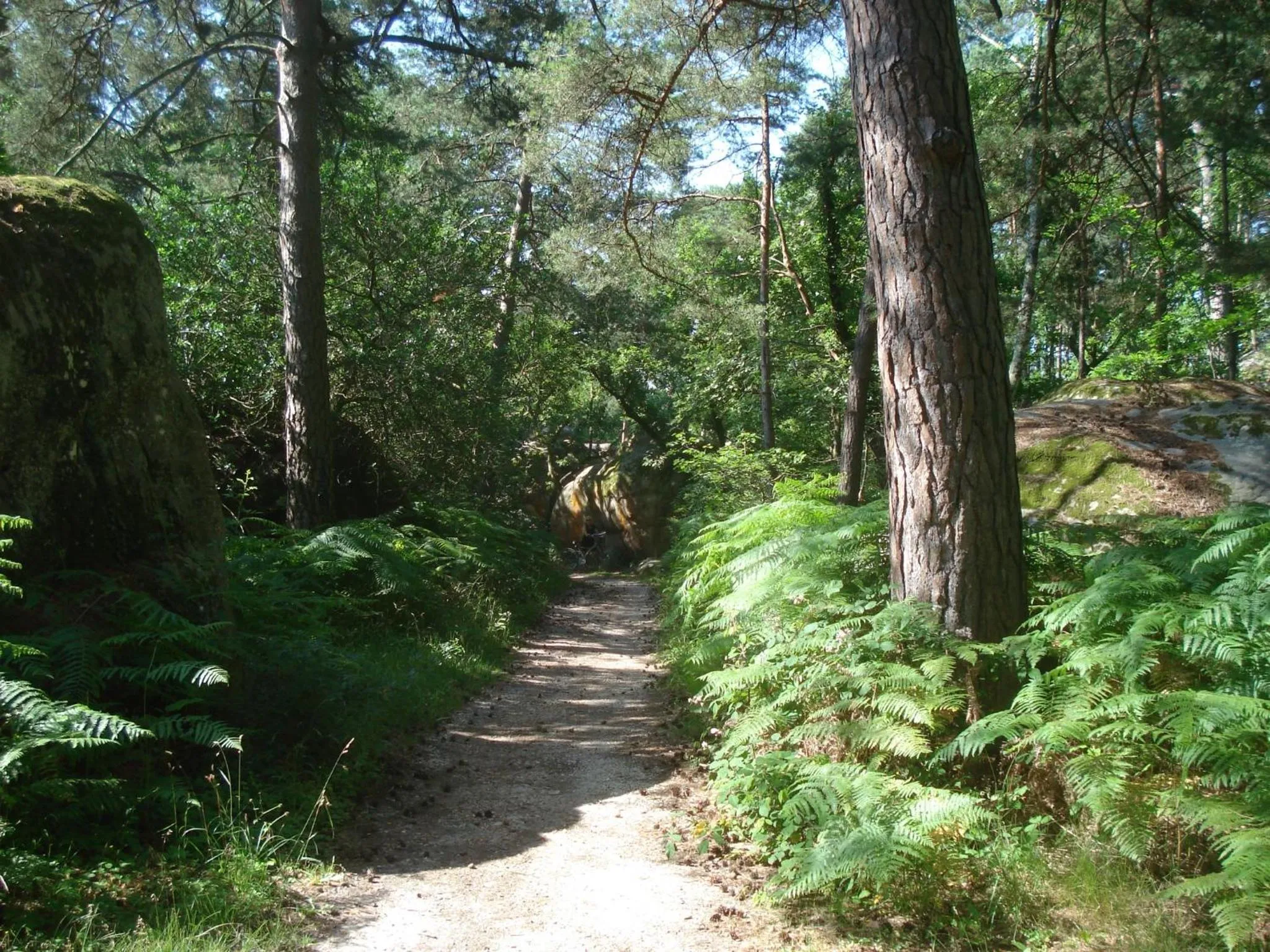 Horse-riding in Les Prémices De La Forêt