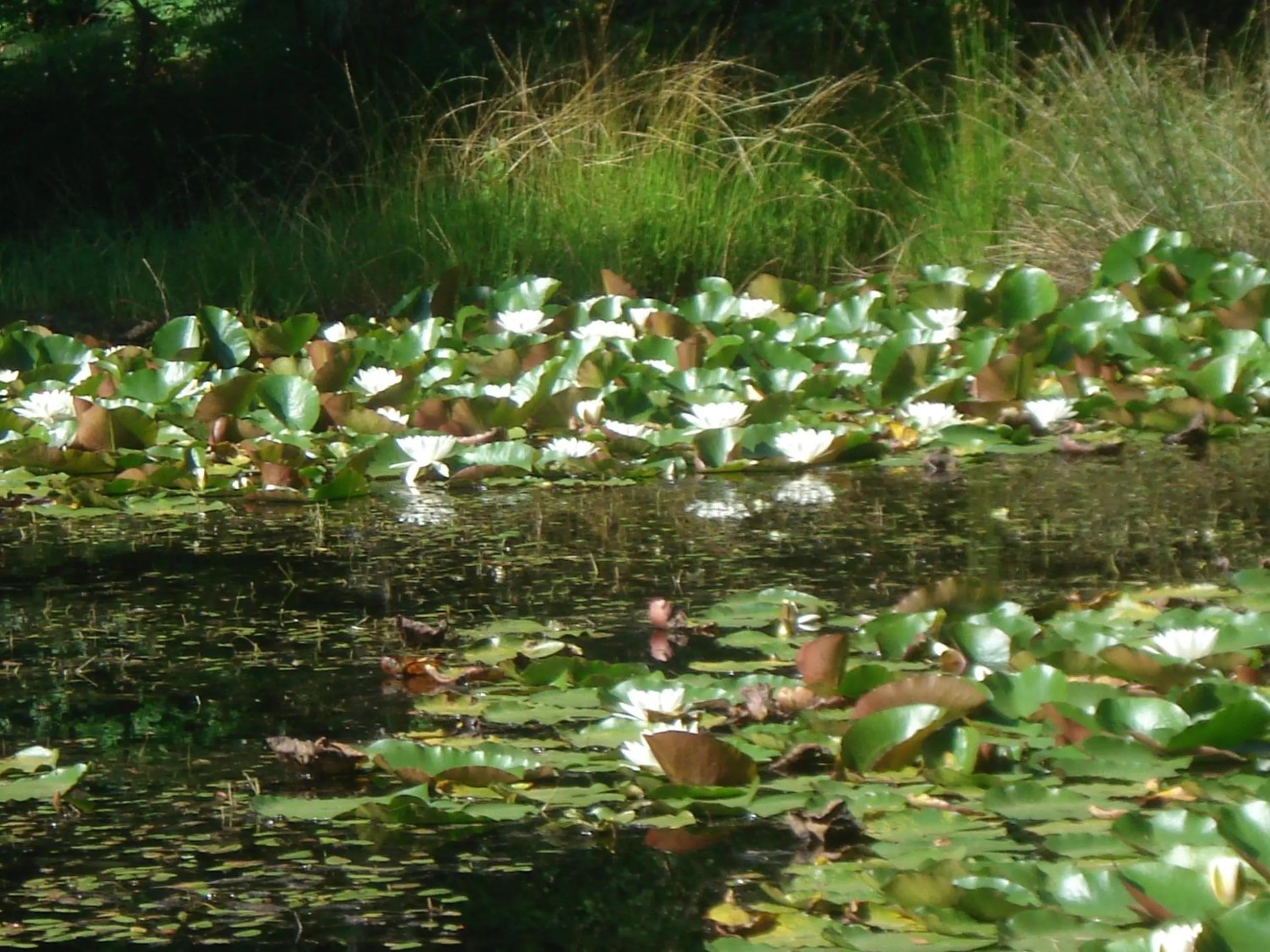 Nearby landmark in Les Prémices De La Forêt