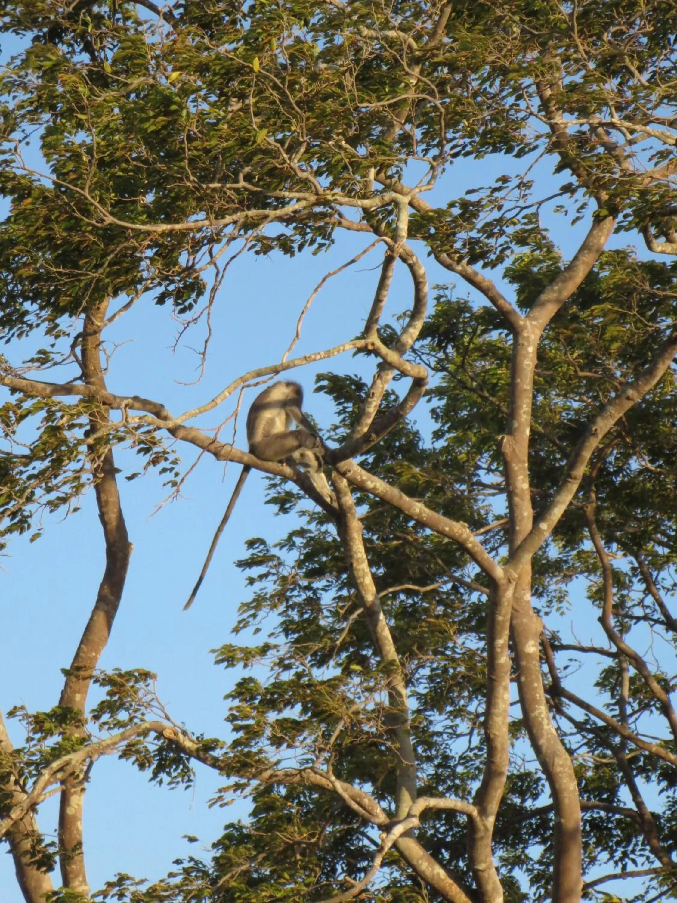 Animals, Natural Landscape in Lanka Beach Bungalows