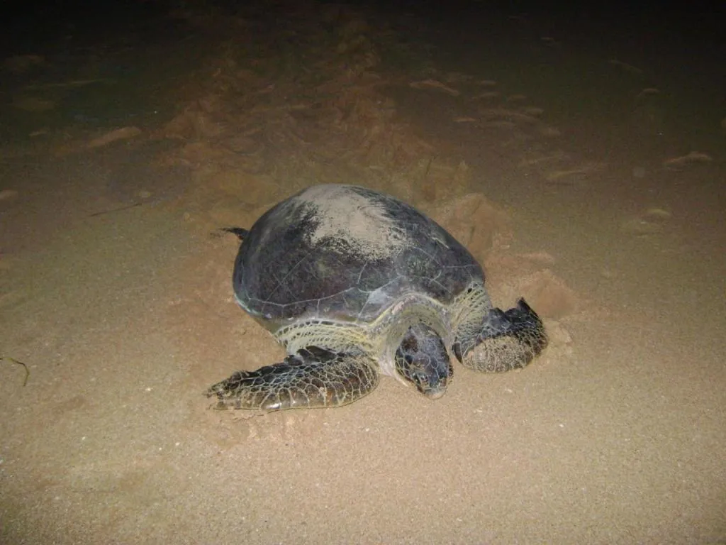 Other Animals in Lanka Beach Bungalows